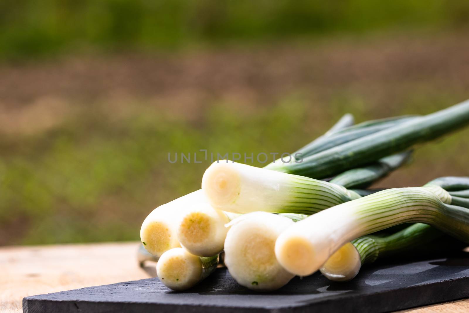 Close up of details of fresh green onions (scallion) on a cuttin by vladispas