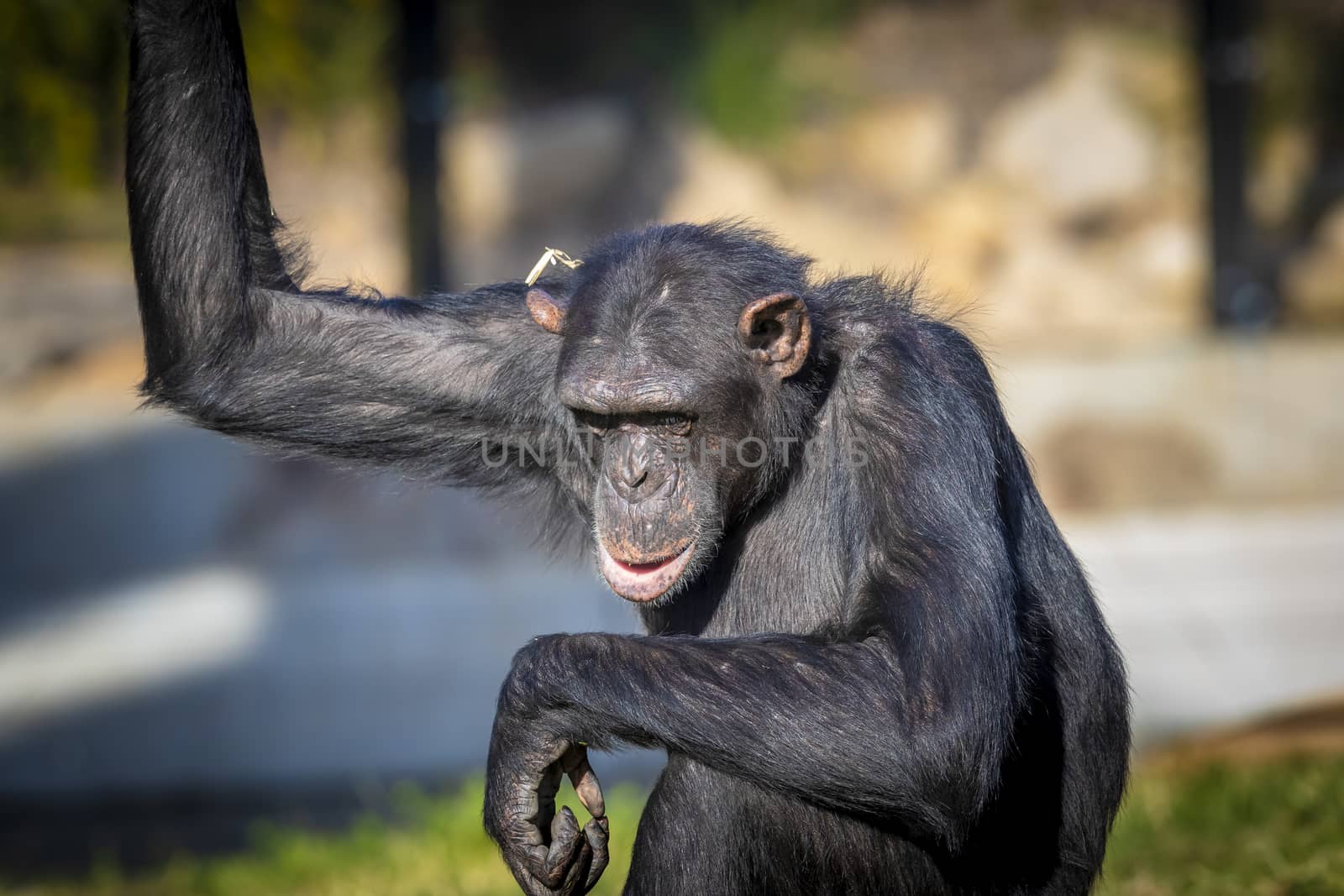 A Chimpanzee resting in the sunshine while looking into the distance