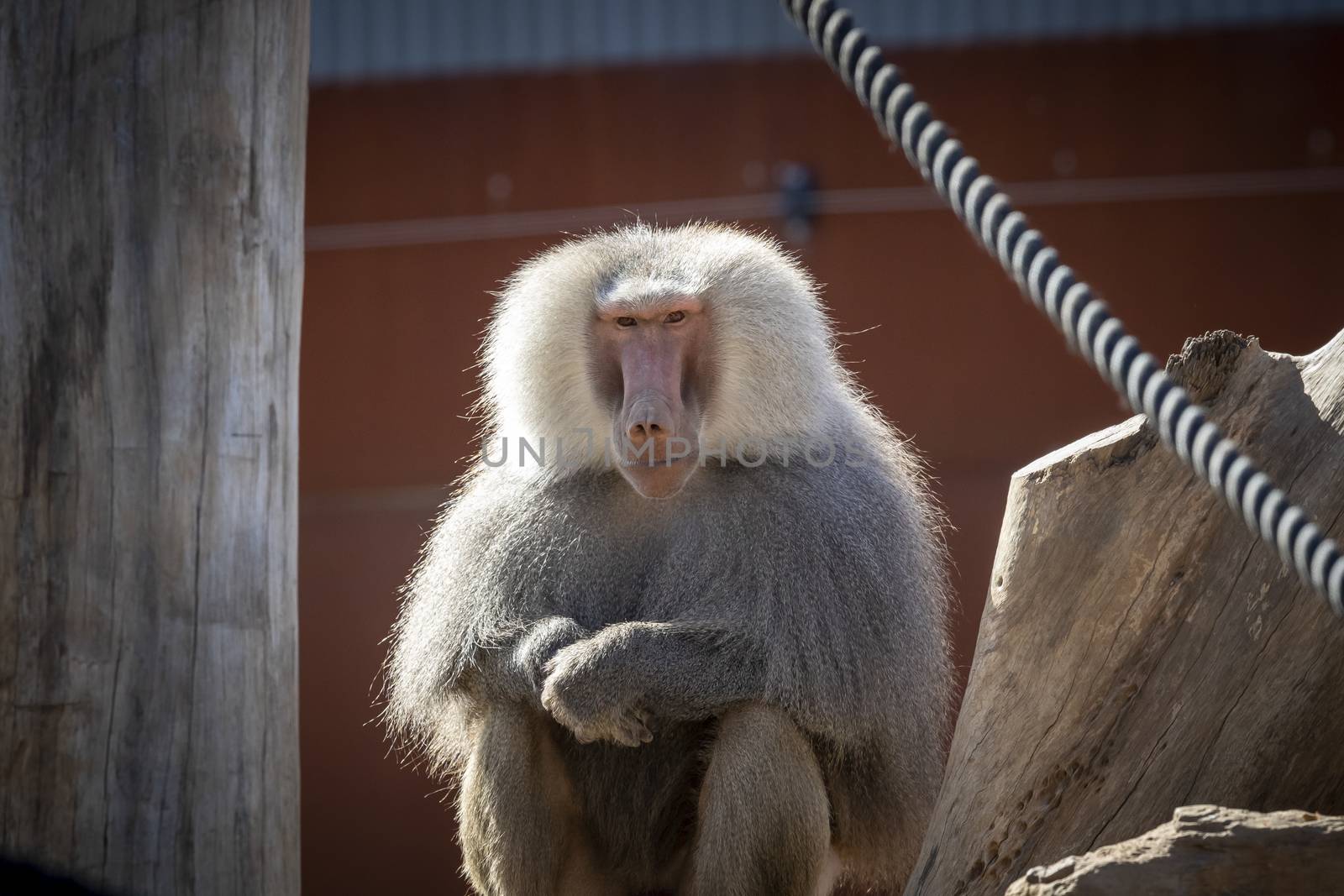 A large male Hamadryas Baboon relaxing in the sunshine