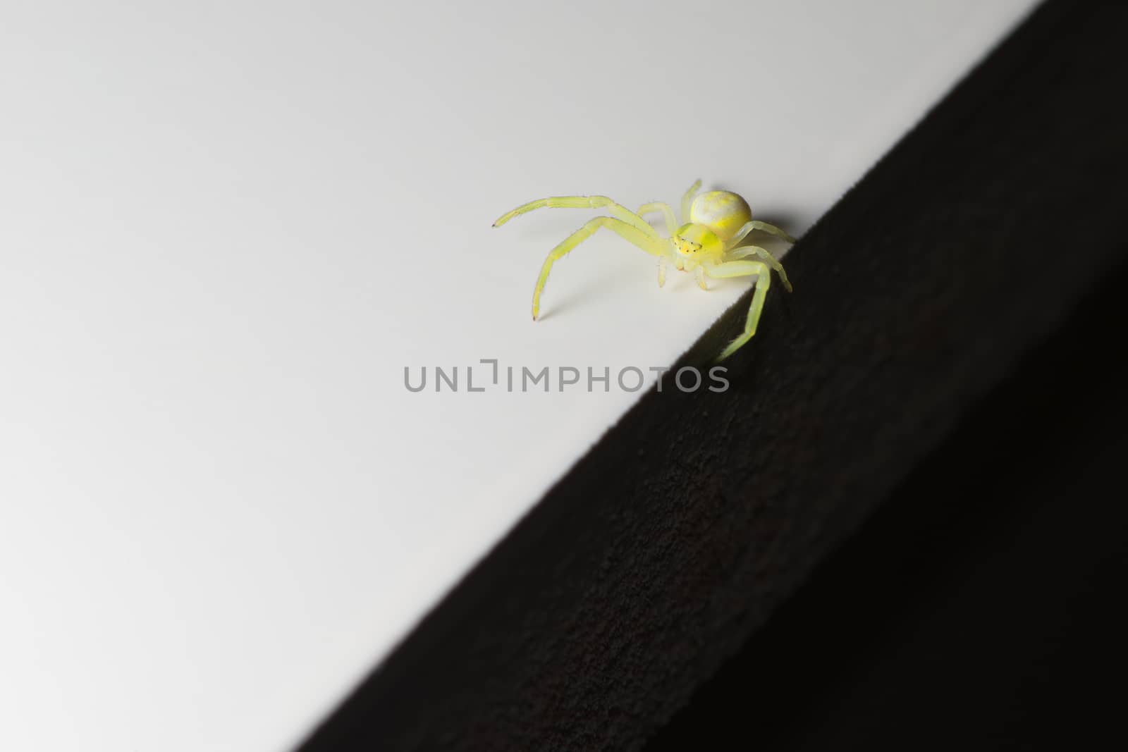 Unusual abstract super macro photo of a black footed yellow sac spider, featuring black and white halves which the spider balances between.