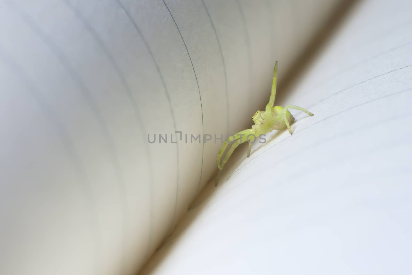 A friendly small green yellow black-footed sac spider waves at the camera from the spine crease of a ruled paper notebook. Super macro image.