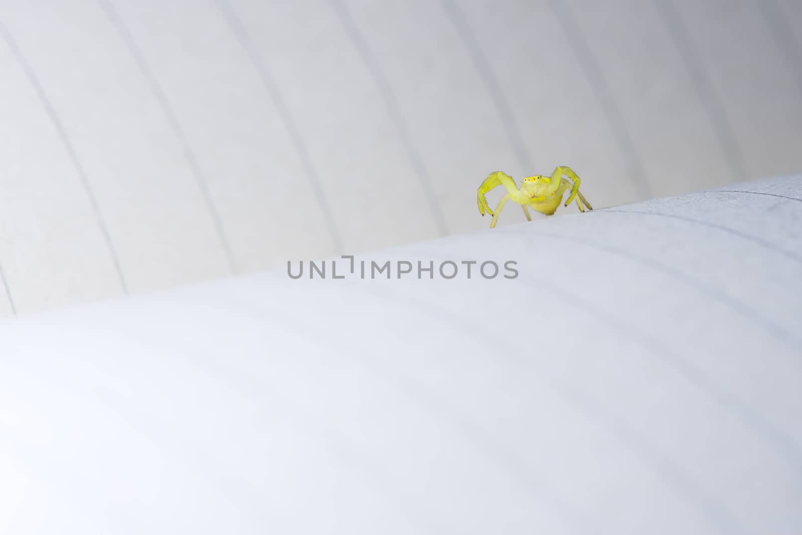 Low angle macro image identifying black footed yellow sac spider as it raises its front two pairs of legs.