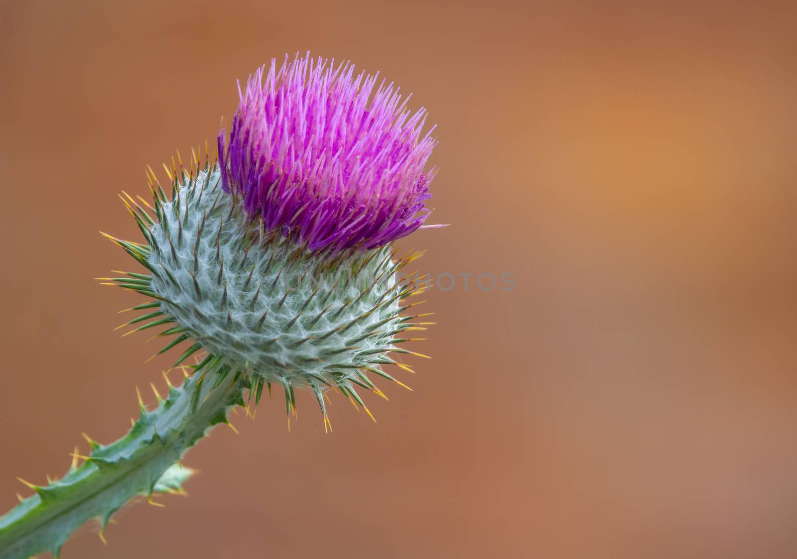The Isolated Head Of A Scottish Thistle (Or Milk Thistle) With Copy Space
