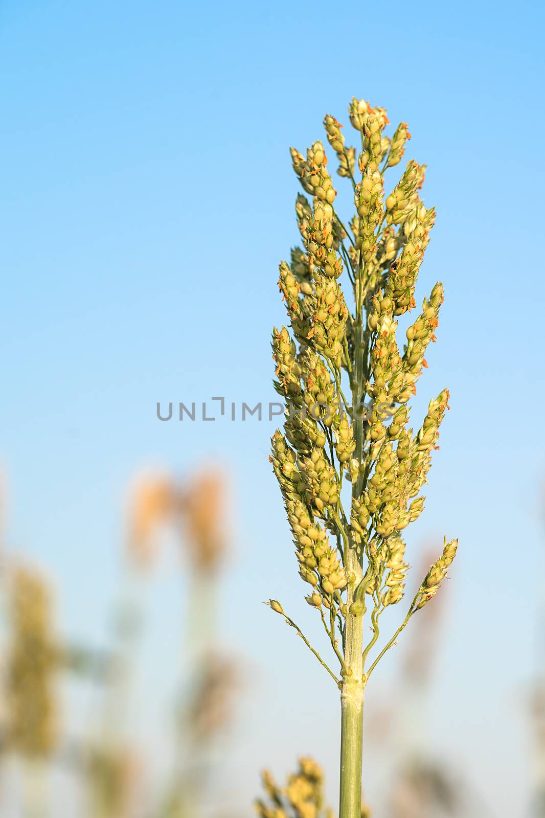 Close up Sorghum or Millet an important cereal crop in field agent blue sky