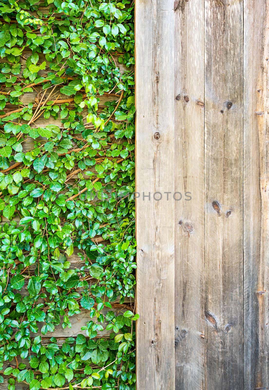 Leaves cover over the wall and Brown wood plank wall texture background