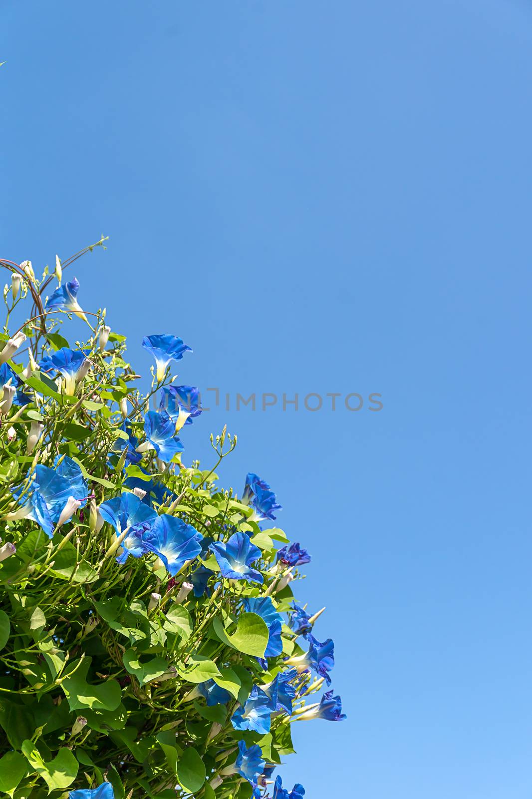 Morning glory or Ipomoea is flowering plants in the family Convolvulaceae agent blue sky