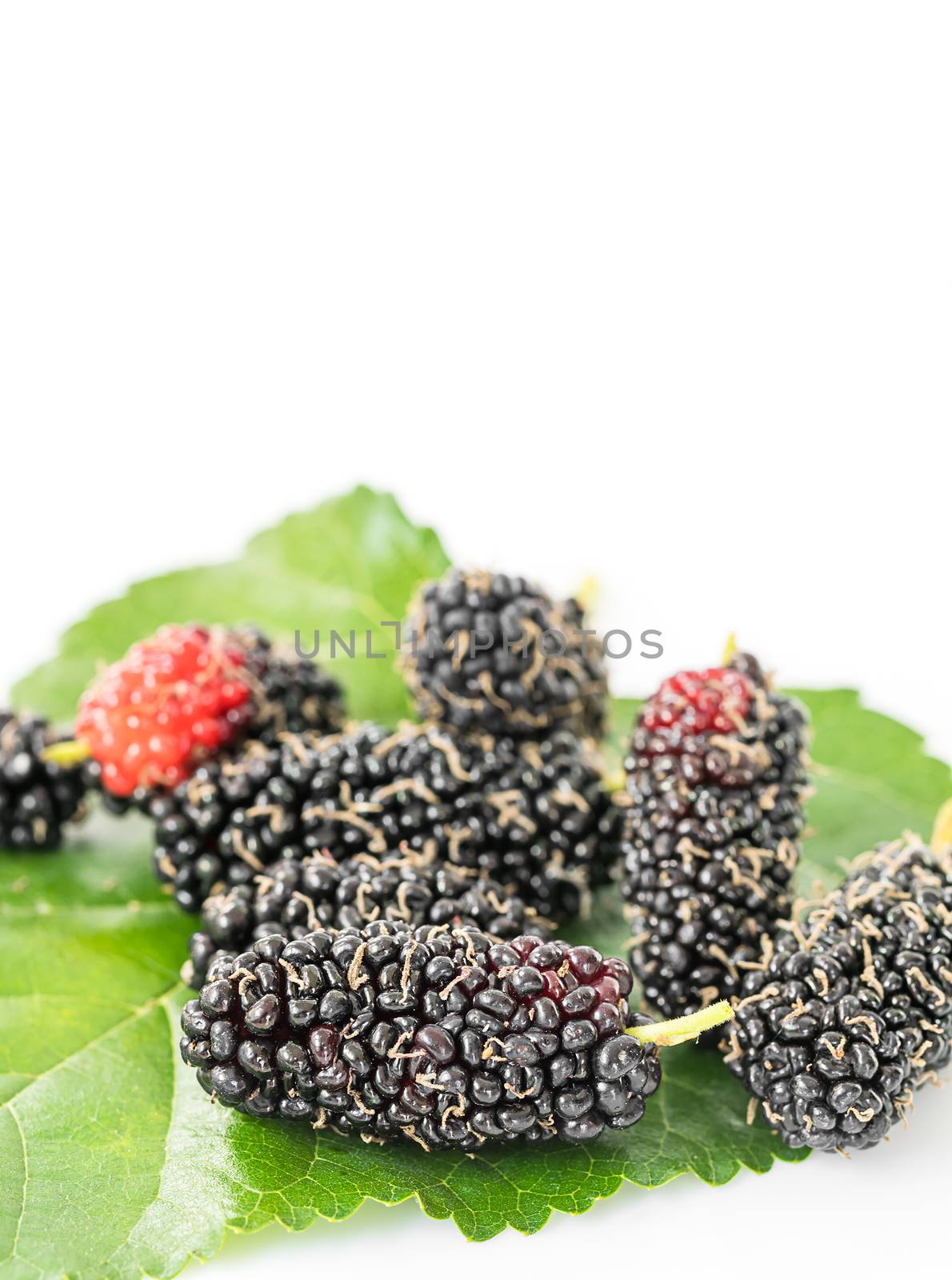 Close up mulberry with green leaf on the white background