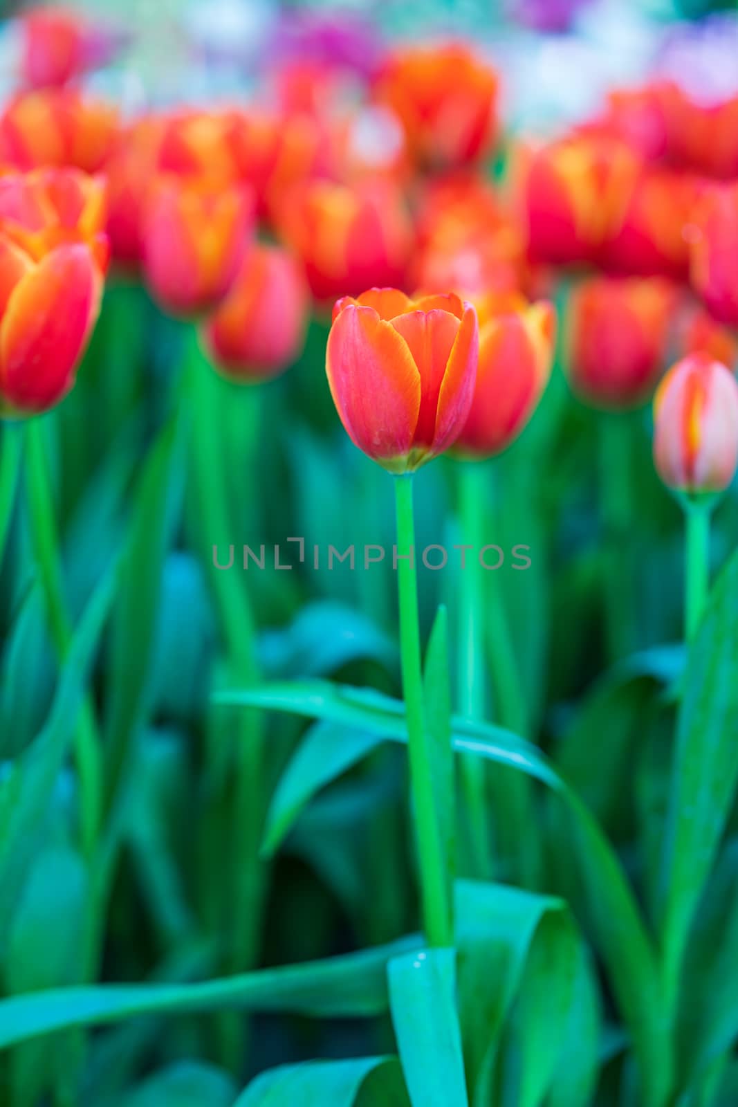 Close up red tulips blooming in the flower garden