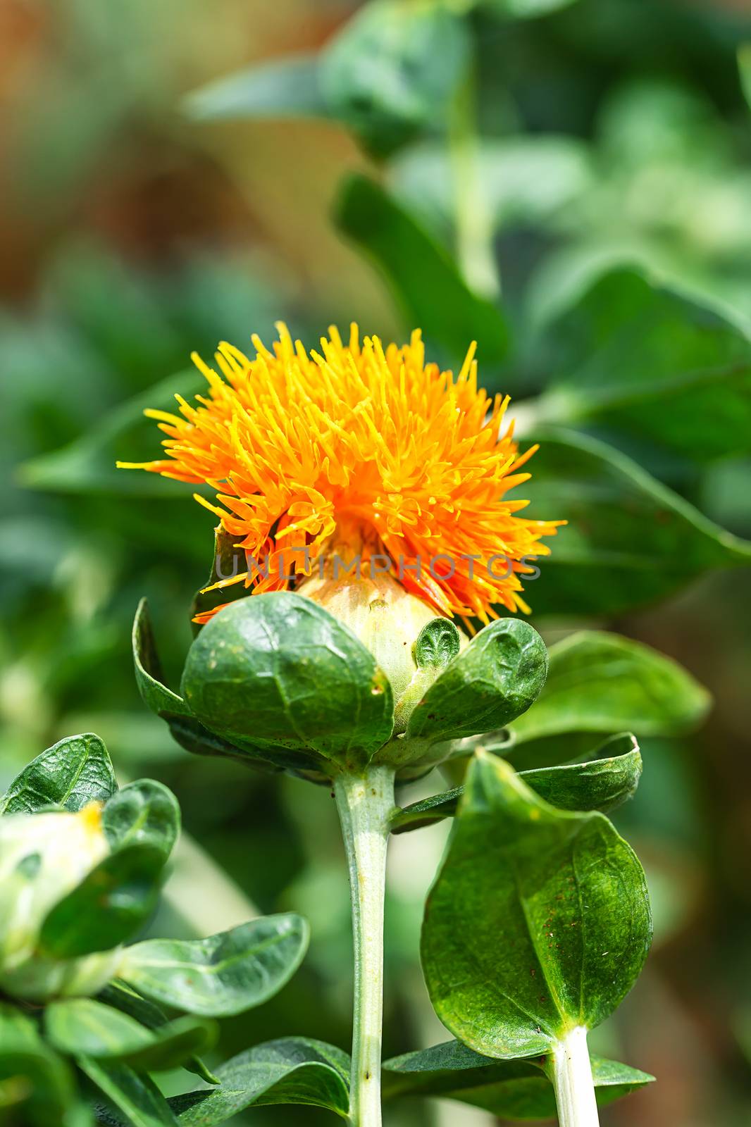 Safflower flowers in a field by stoonn