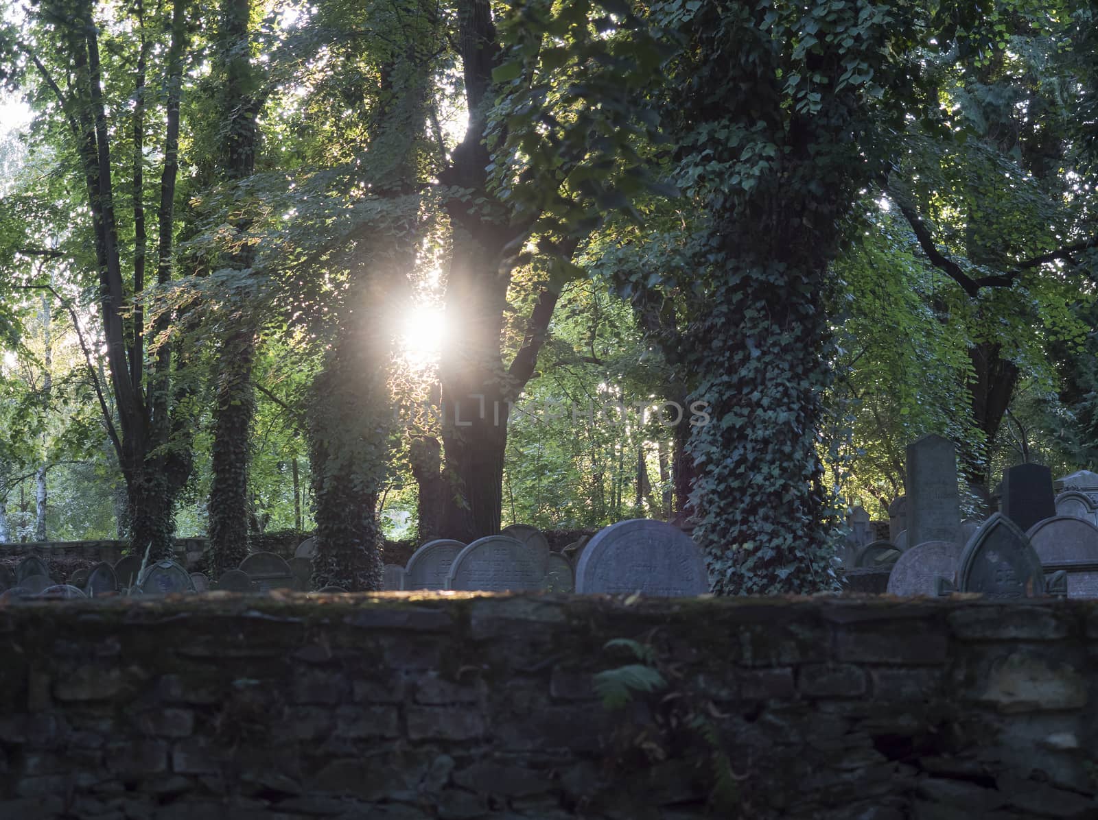 view behind the brick wall to old jewish cemetery with sunbeams, rays through trees covered climbing ivy and grey graves tomb stones. Muted colors, selective focus. Spooky mysterious mood. by Henkeova