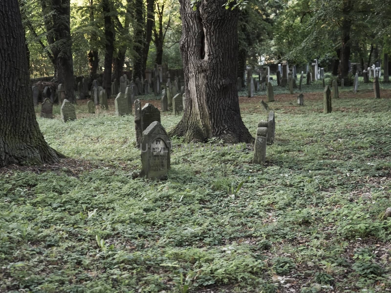 old jewish cemetery with trees covered climbing ivy and grey graves tomb stones. Muted colors, selective focus, copy space. Spooky mysterious mood. by Henkeova