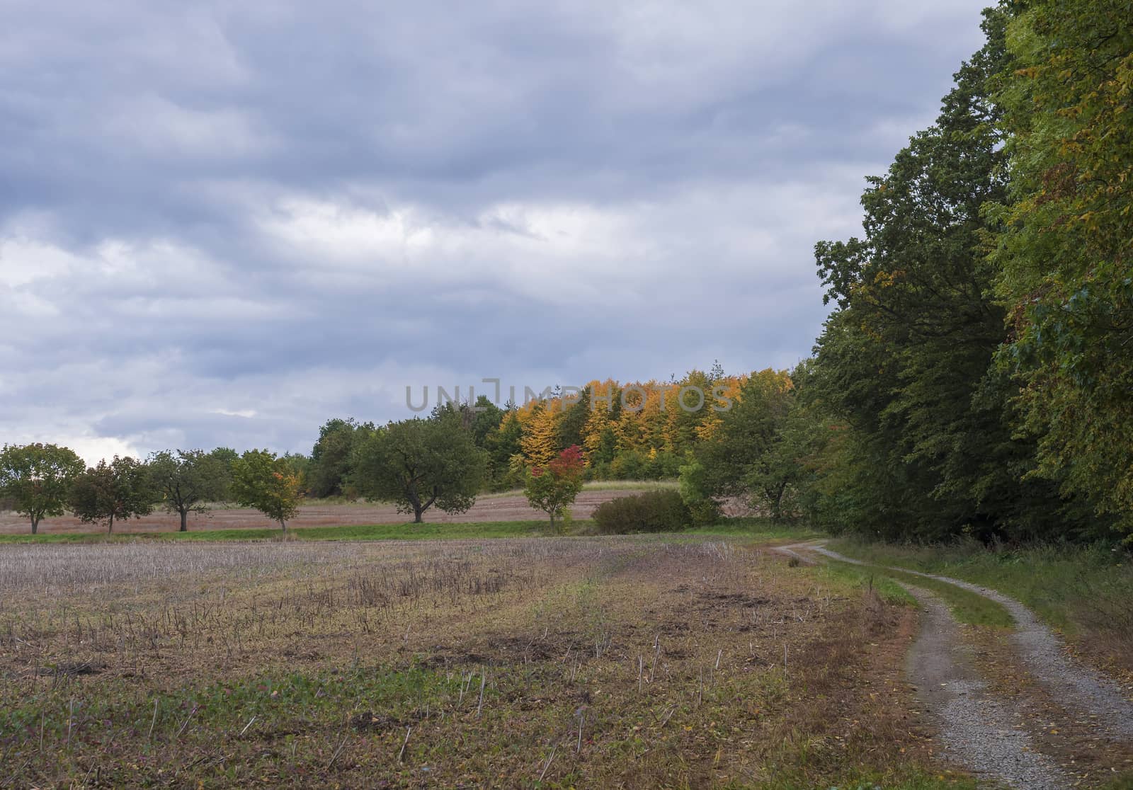 view of fields, row of colorful trees and dirt road running through rural landscape at countryside, Autumn cloudy sky