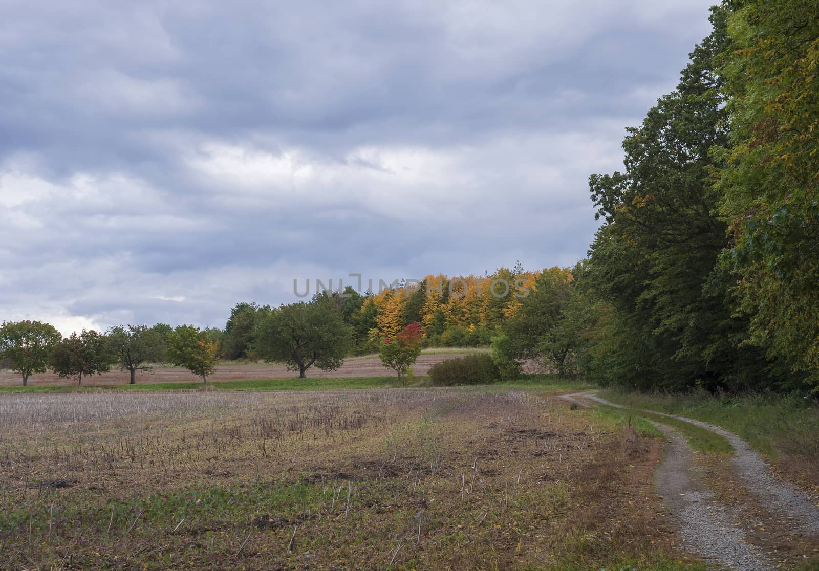 view of fields, row of colorful trees and dirt road running through rural landscape at countryside, Autumn cloudy sky. by Henkeova