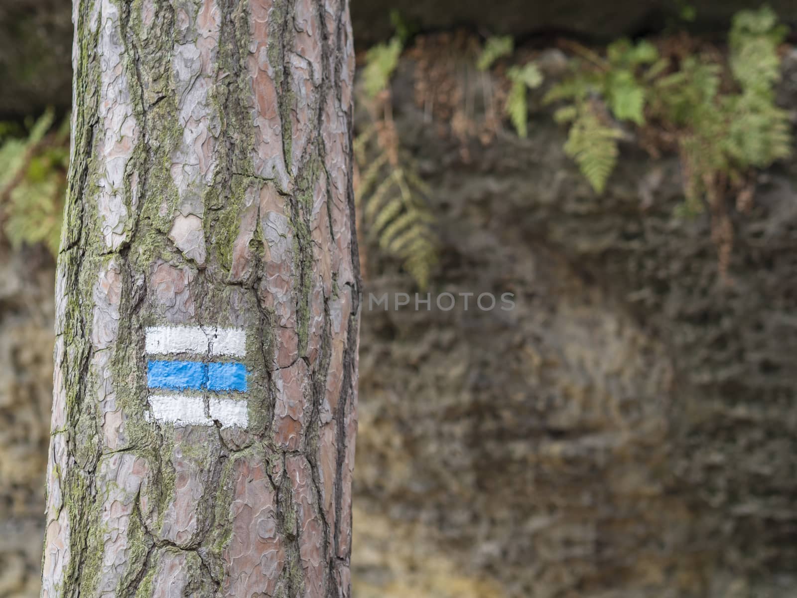 blue touristic mark trail sign on spruce tree trunk forest, rock and fern background, selective focus