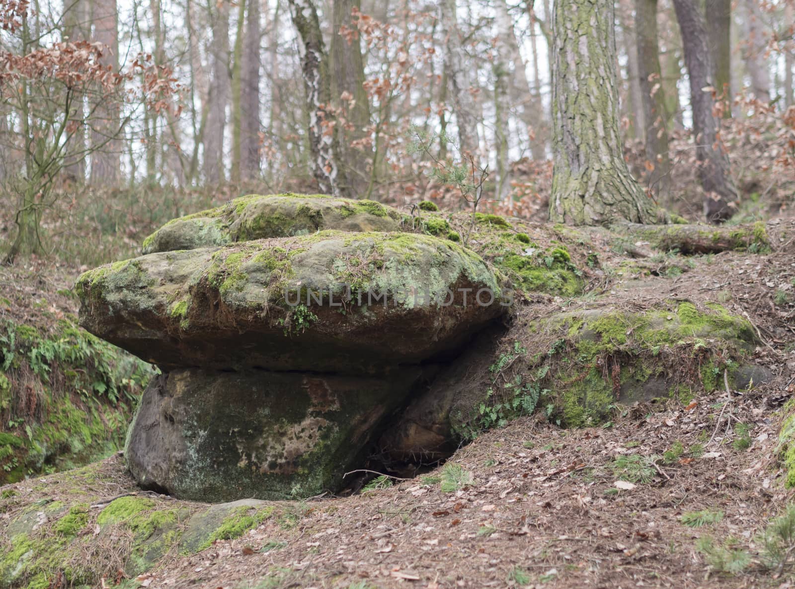 sandstone rock mushroom shape  covered by moss and fern in winter forest, czech republic