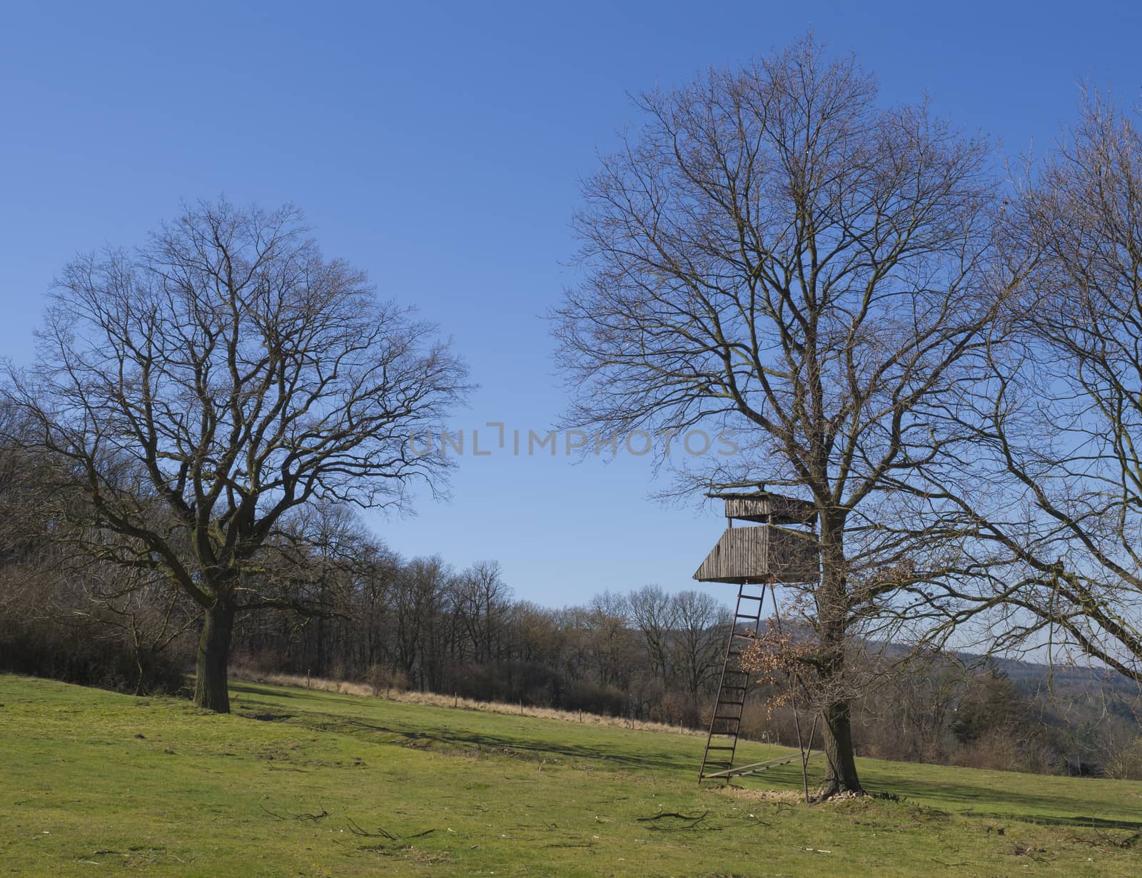 early spring rural landscape with wooden high seat on green grass meadow, bare trees and blue sky background