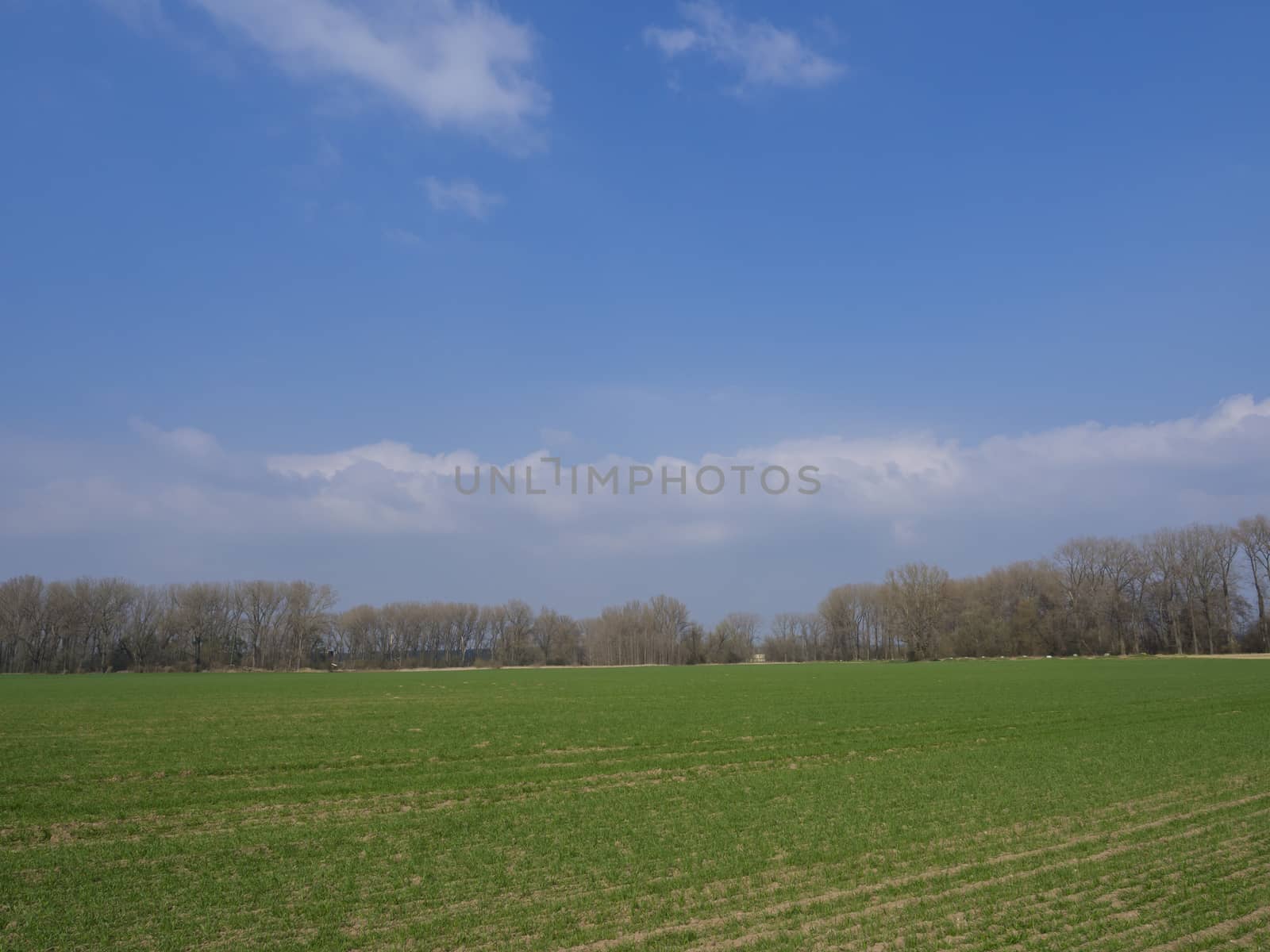 early spring  landscape with green sprouts sown field, bare trees and blue sky, white clouds backgroud, copy space, vivid colors