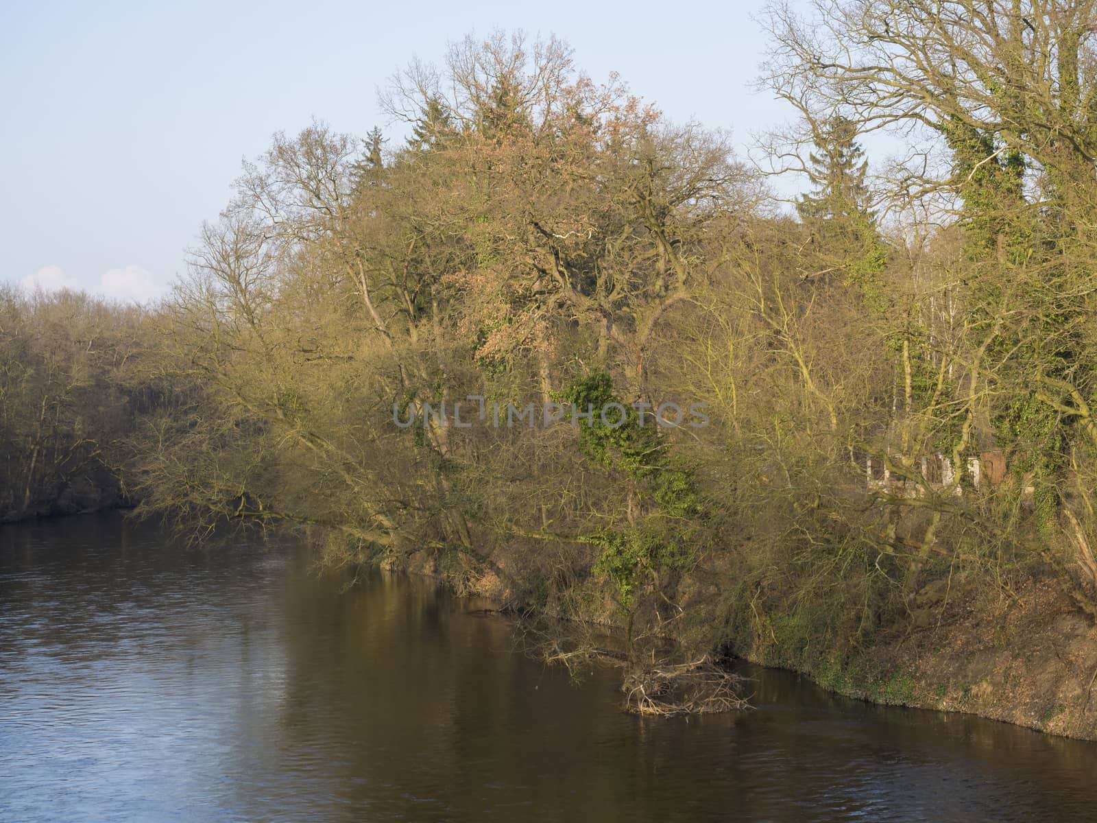 river stream Elbe with tree crown branch and ivy in golden light, early spring, blue sky background