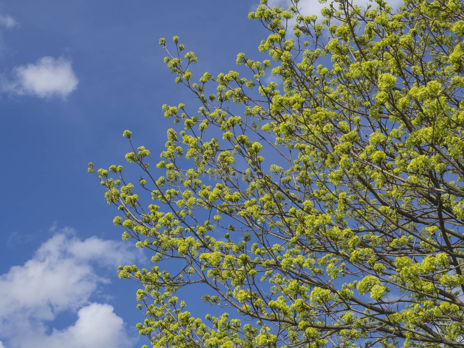 lush spring green leaves on tree branch, blue sky, white clouds backgroud