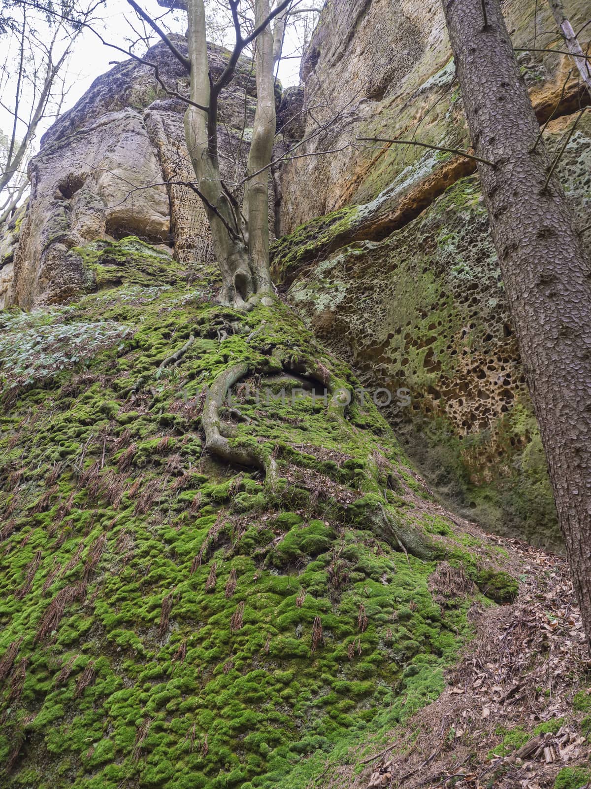 moss covered stones and sandstone rocks with oak tree with twisted roots, lush green moss , czech republic, Lusatian Mountains