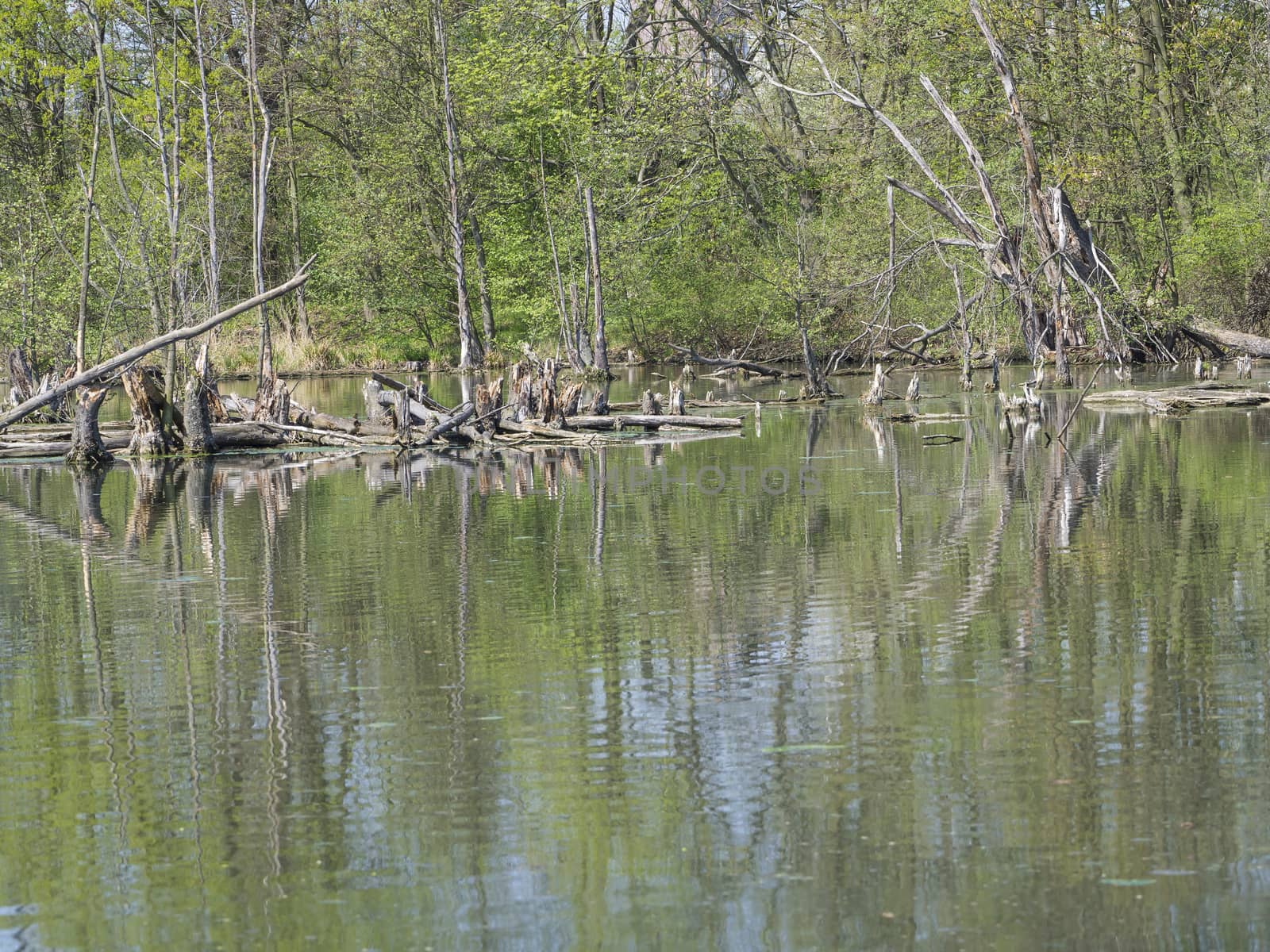 water surface logs and trees in swamp lake, spring marchland water landscape by Henkeova