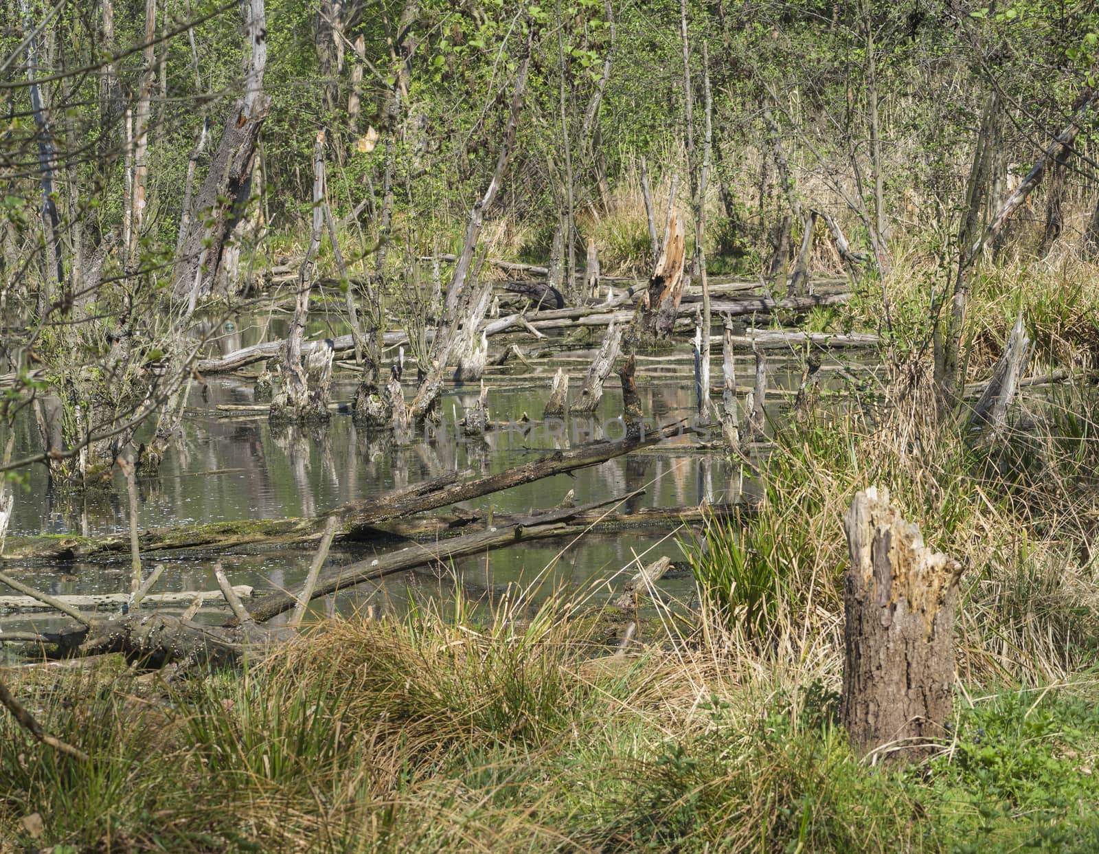 logs,trees and grass in swamp lake, spring marchland water landscape