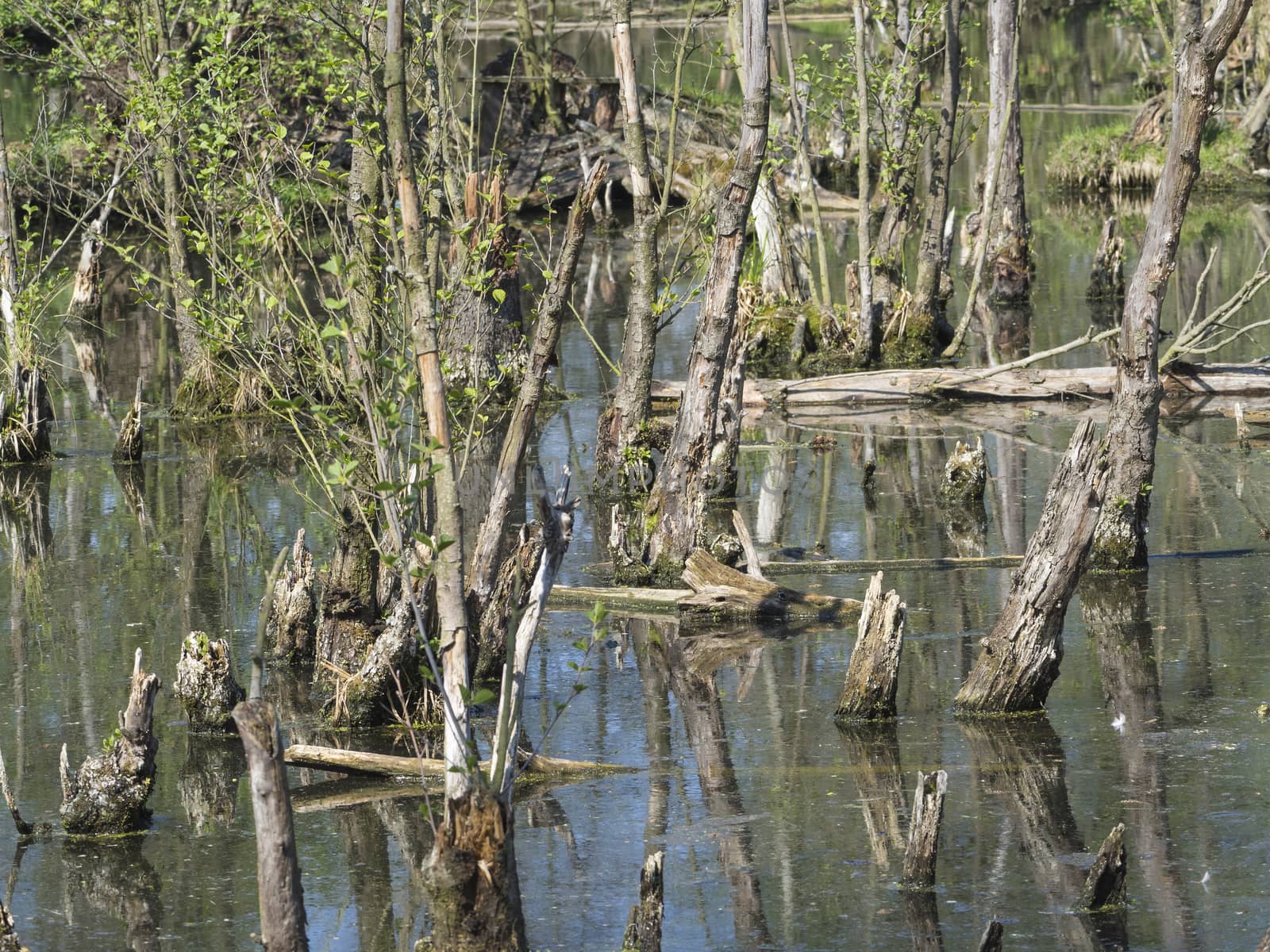 logs and trees in swamp lake, spring marchland water landscape