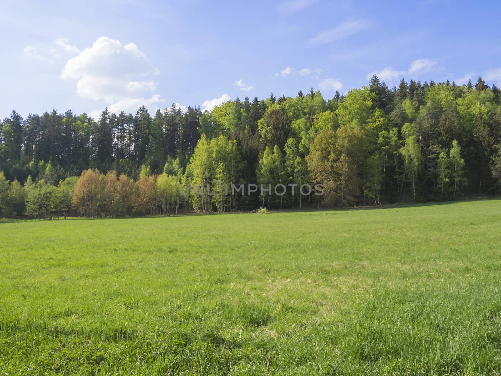 idyllic spring landscape with lush green grass, fresh deciduous and spruce tree forest, blue sky white clouds background, horozontal, copy space