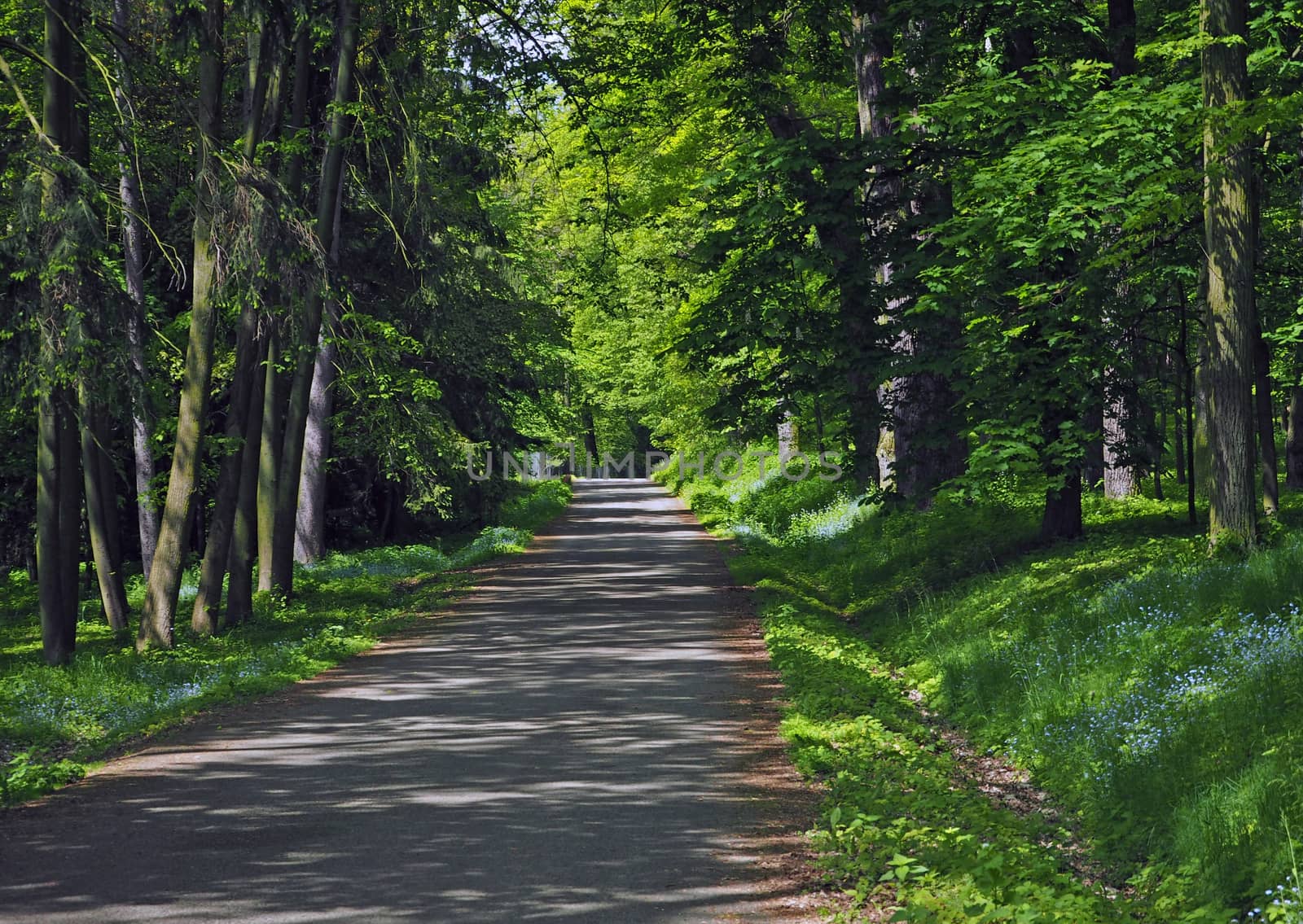 road path in the spring forest with blooming forget-me-not