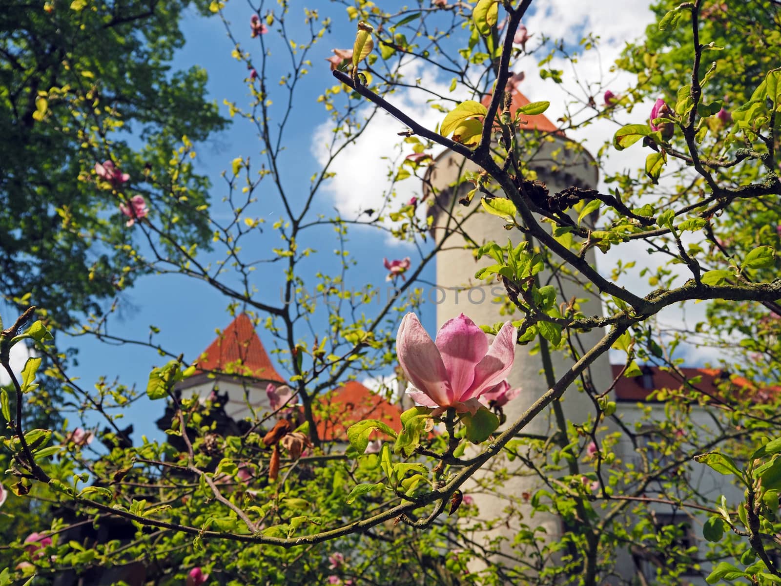 Pink close up magnolia flower forward Czech state castle chateau Konopiste