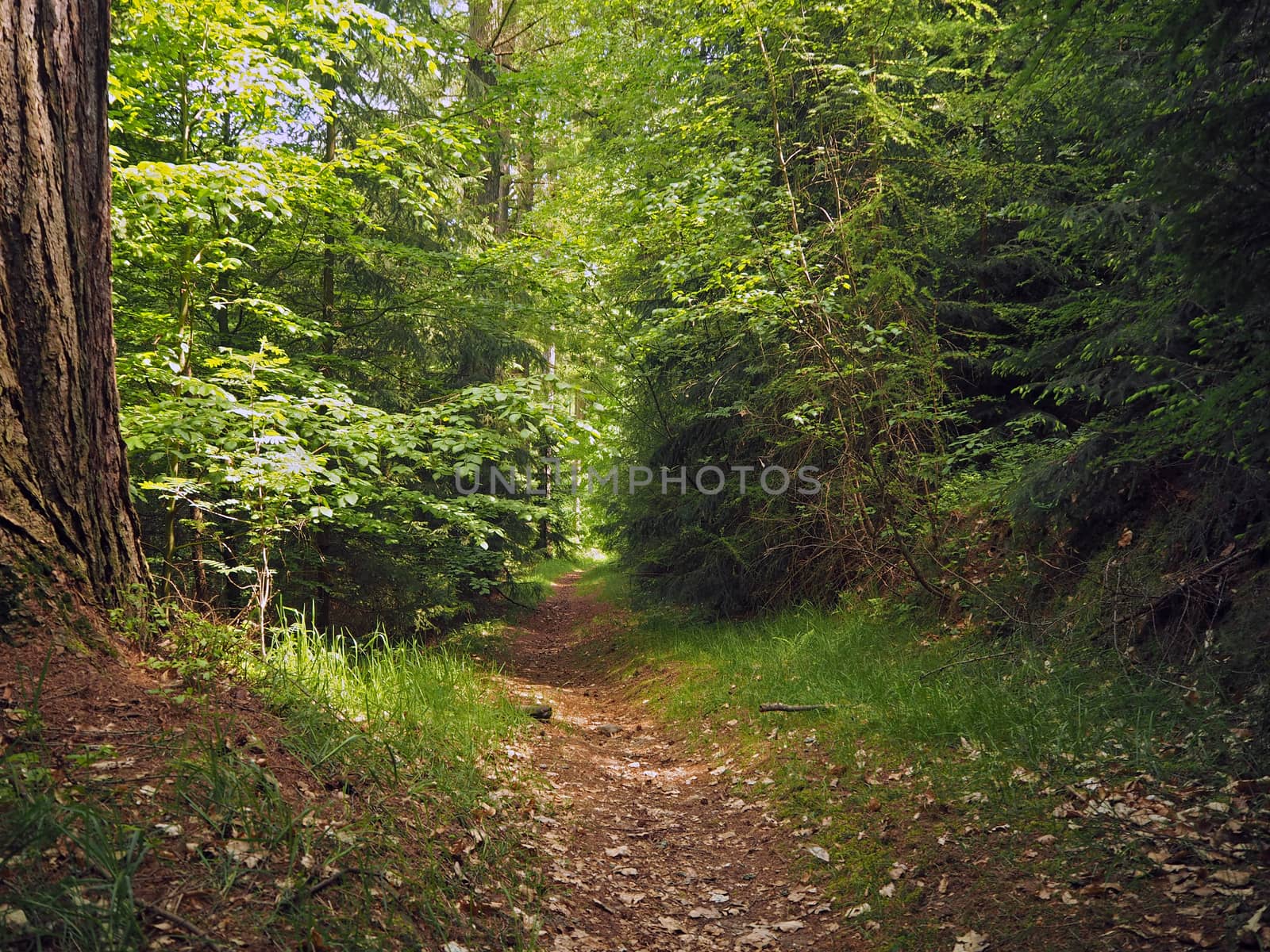 footpath in the green spring assorted forest