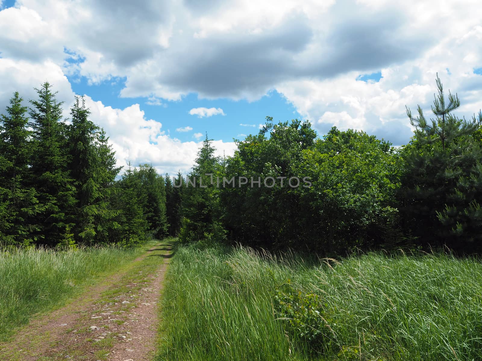 footpath in the spring assorted forest with white clouds bacground