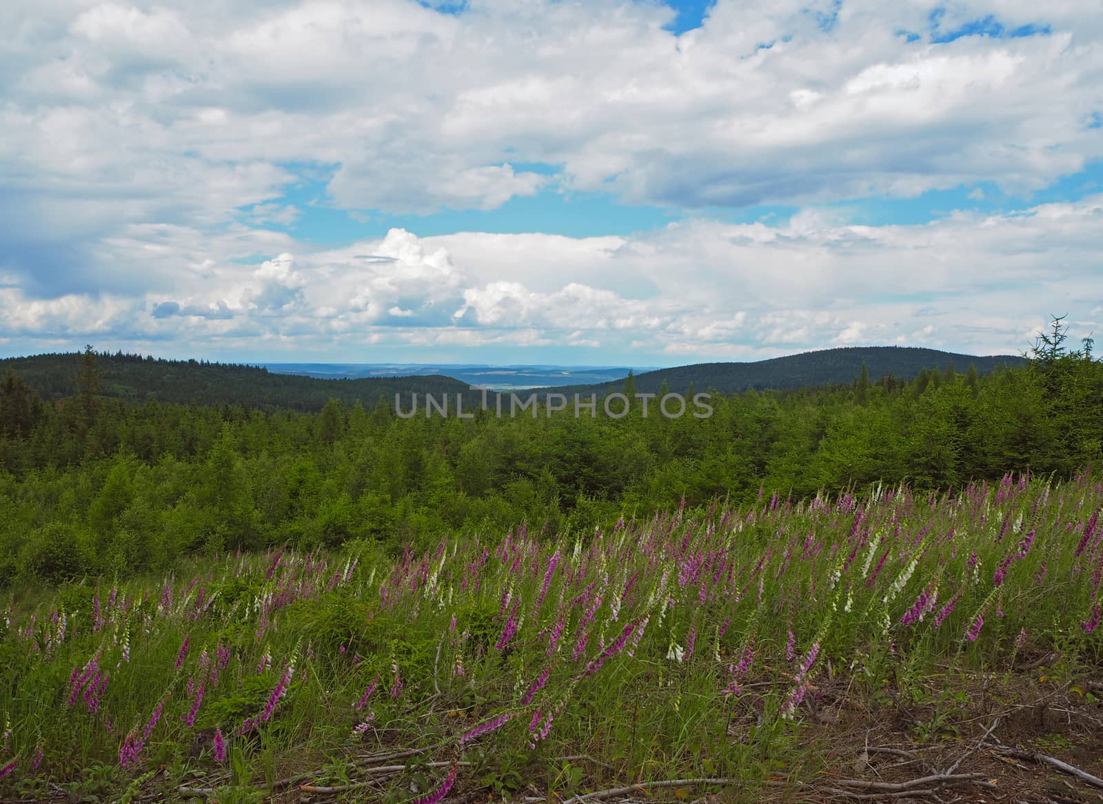 foxgloves meadow with the spruce forest and hills with white clouds