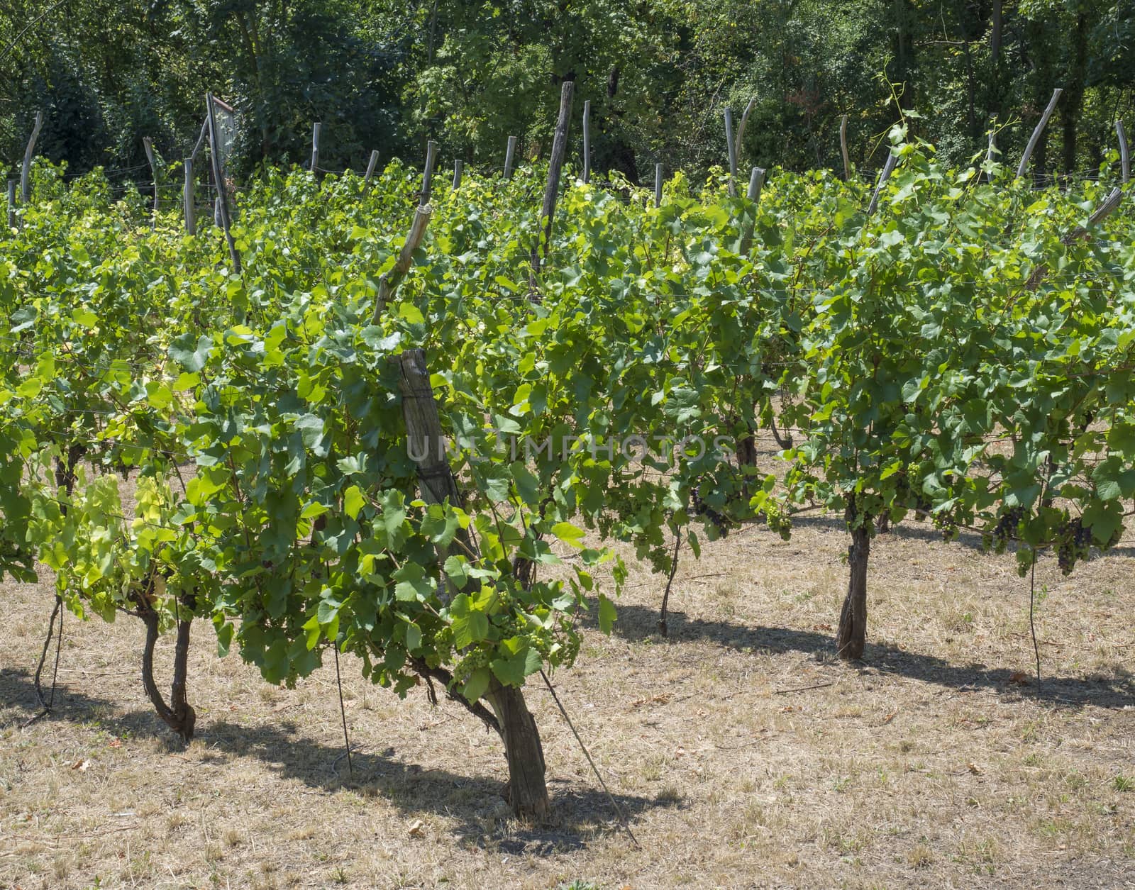 close up grapevine on vineyard in Benatky nad Jizerou, Czech rep by Henkeova