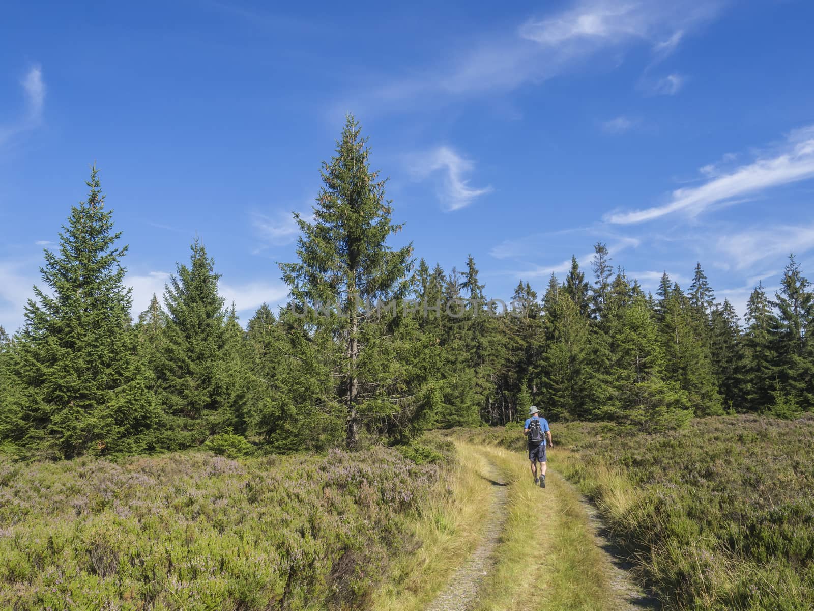 young man hiker with backpack and hat walking on winding forest track road in Brdy mountain hills with green spruce trees forest and blue sky, Czech Republic by Henkeova