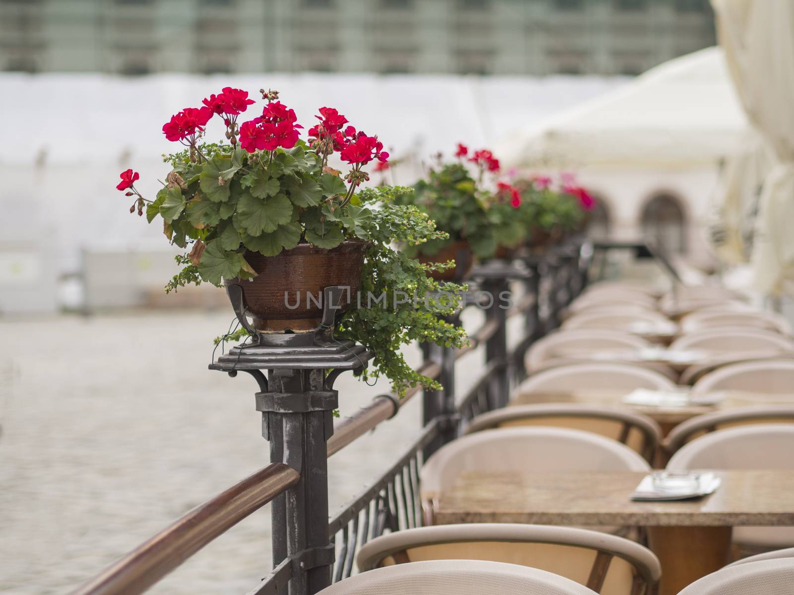 red geranium flower pots on empty restaurant café garden fencin by Henkeova