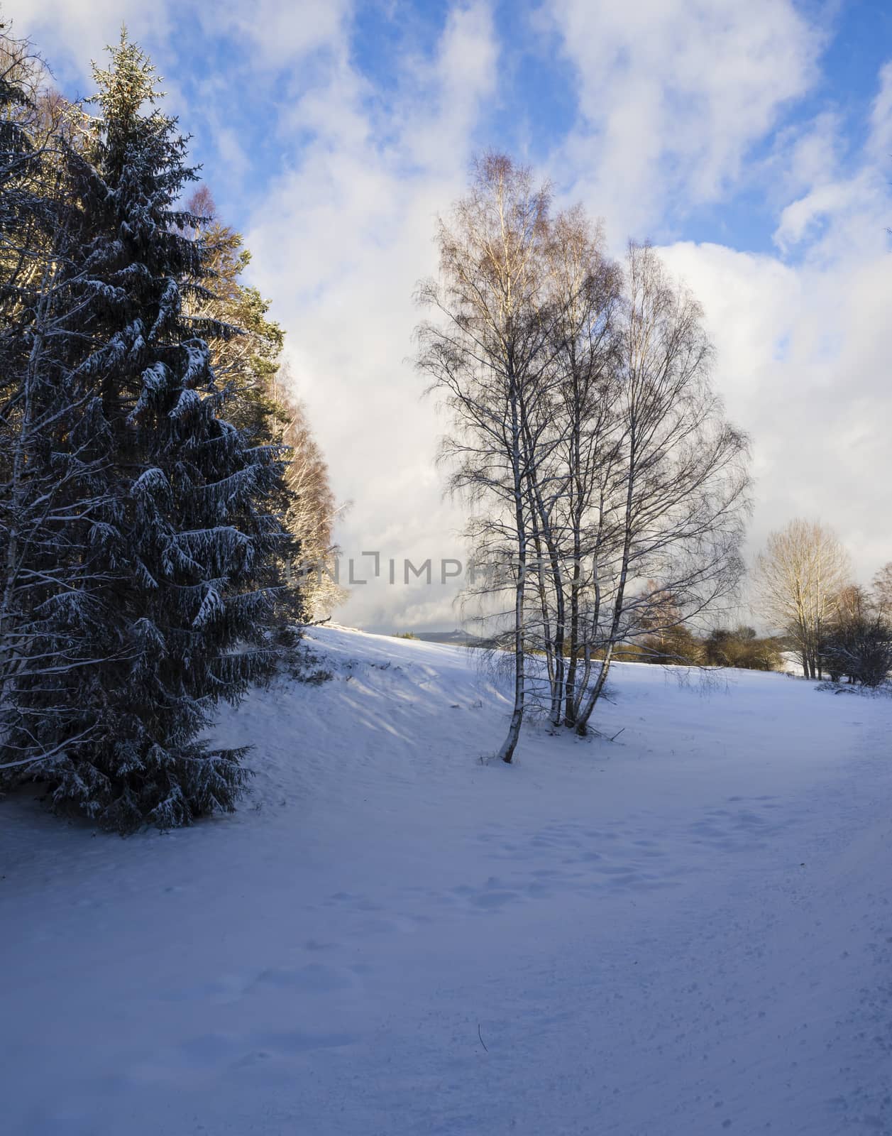 snow covered asphalt meadow in winter forest with tall tree, sunny day.