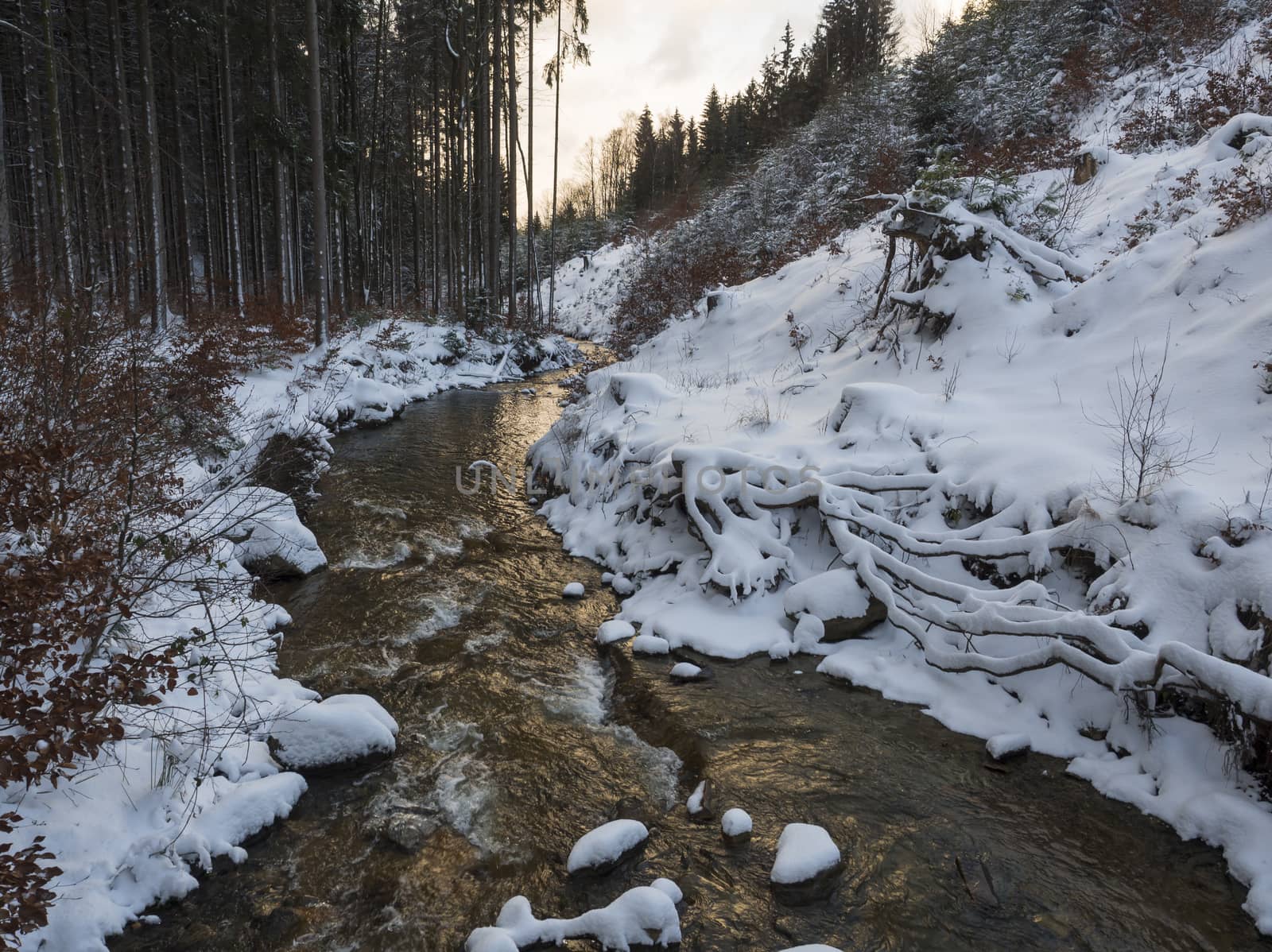 snow covered forest water stream creek with trees, branches and stones, idyllic winter landscape in golden hour sun light by Henkeova