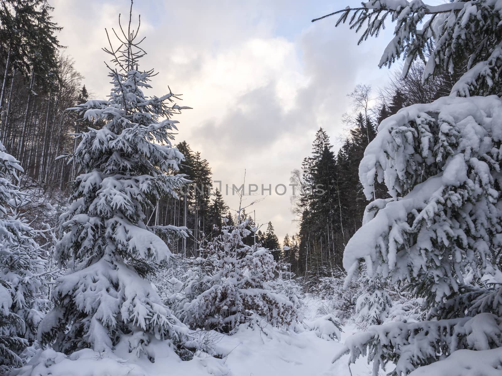 snow covered forest landscape with snowy fir and spruce trees, branches, idyllic winter landscape in golden hour sun light.