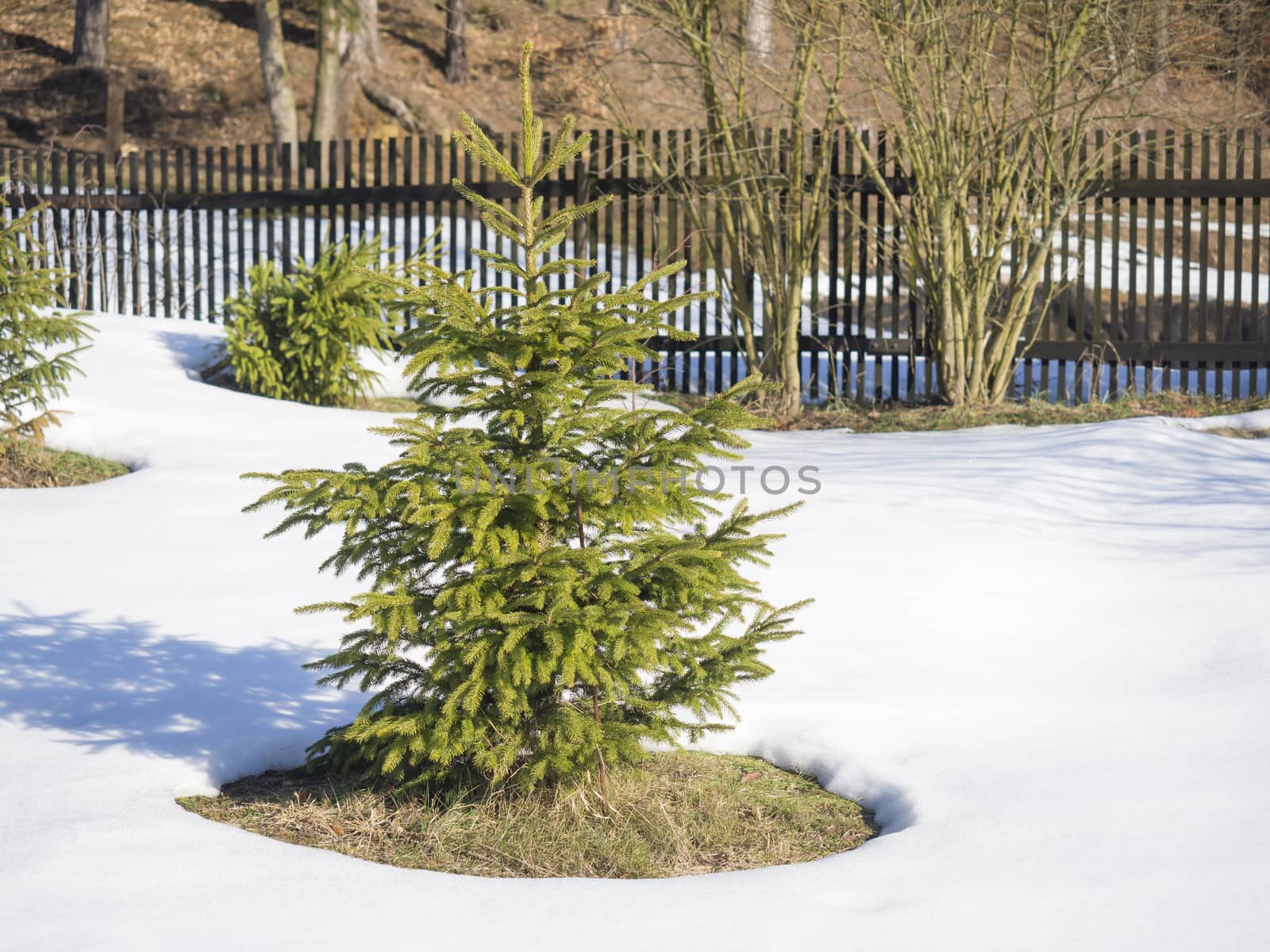 small vivid green young spruce tree in the white snow in winter sunny day with wooden fence in background. Winter landscape.