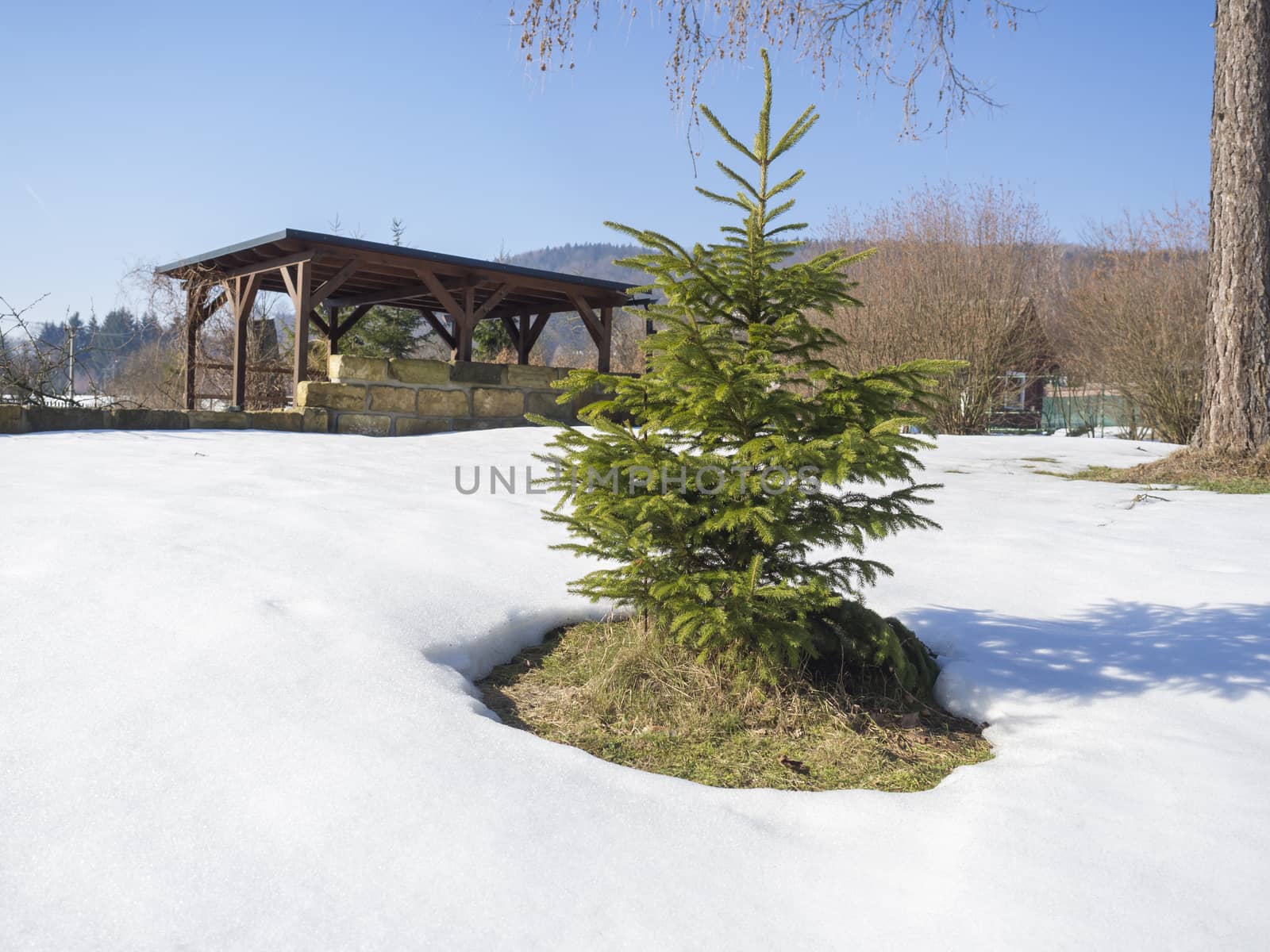 small vivid green young spruce tree in the white snow in winter sunny day on garden with wooden gazebo alcove or pergola in background. Winter landscape.