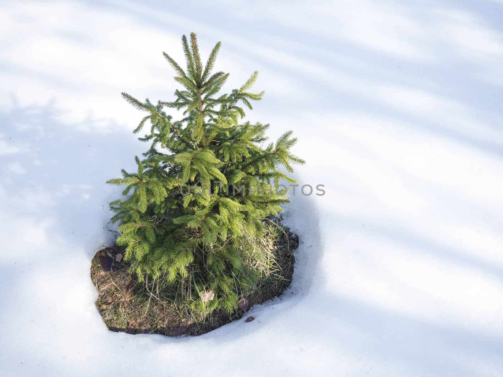 small vivid green young spruce tree in the white snow in winter sunny day by Henkeova