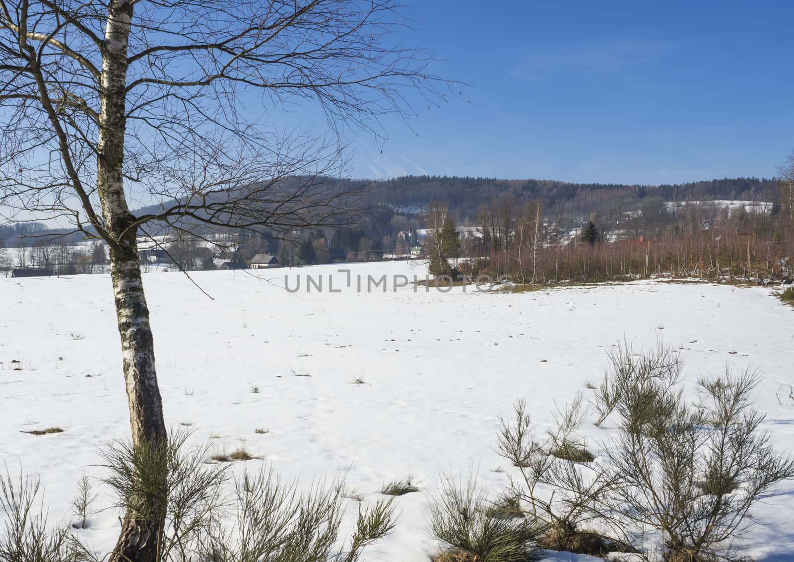 snow covered field in winter forest with tall birch tree, rural village landscape, sunny day by Henkeova