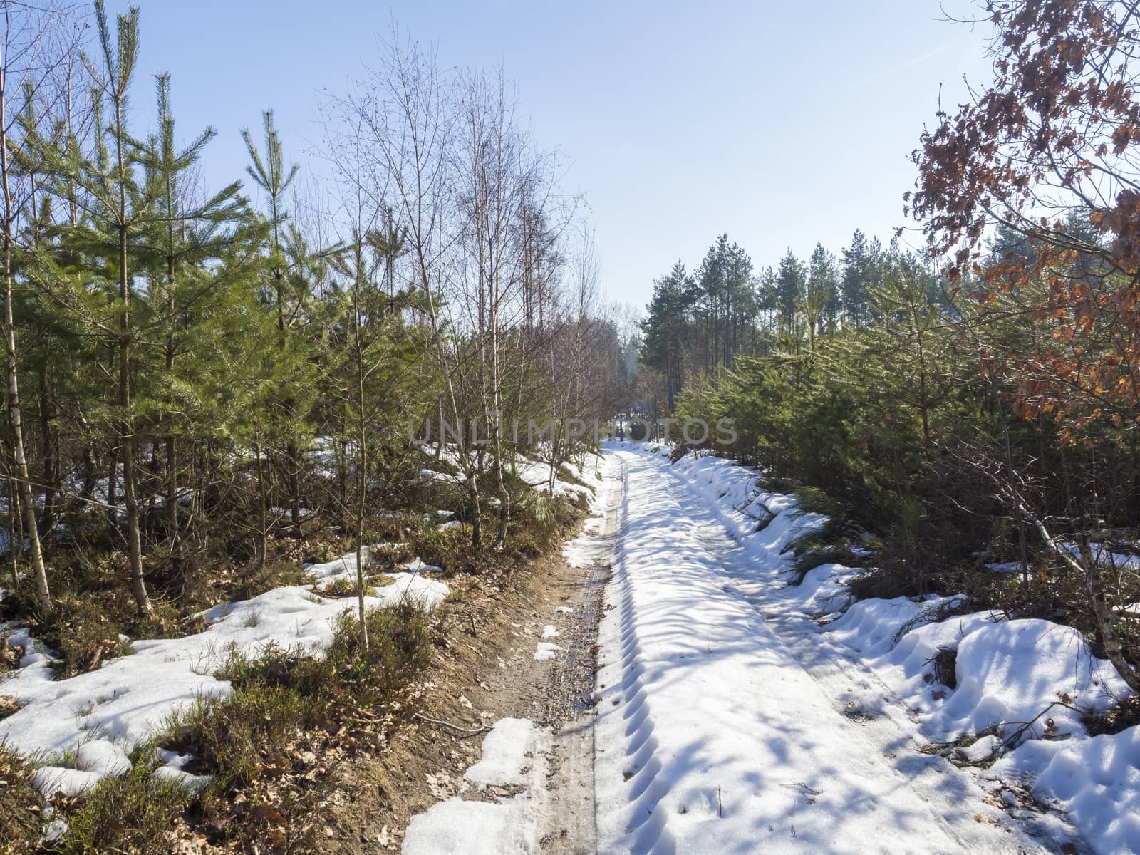 snow covered field dirt path in winter forest with spruce and pine trees, landscape at sunny day, blue sky.