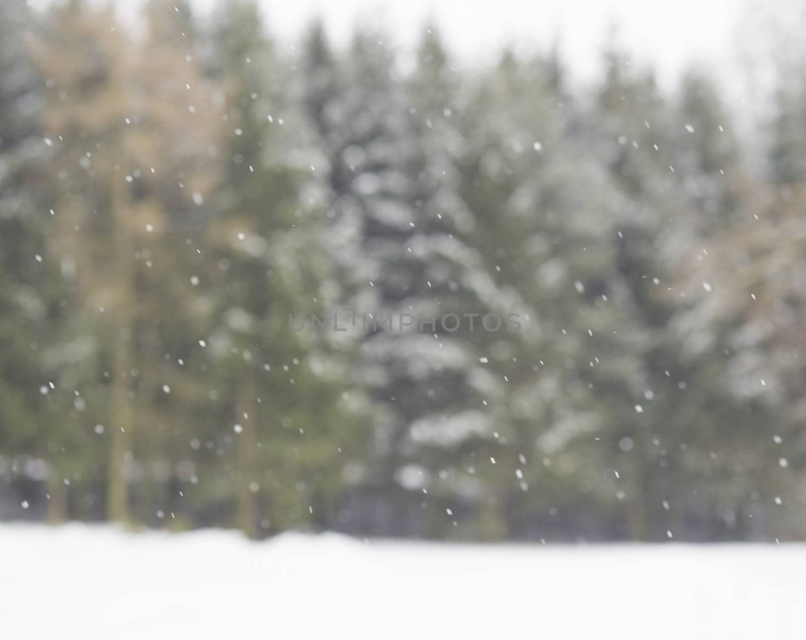 blurred winter spruce tree forrest snowing background snowfall bokeh trees