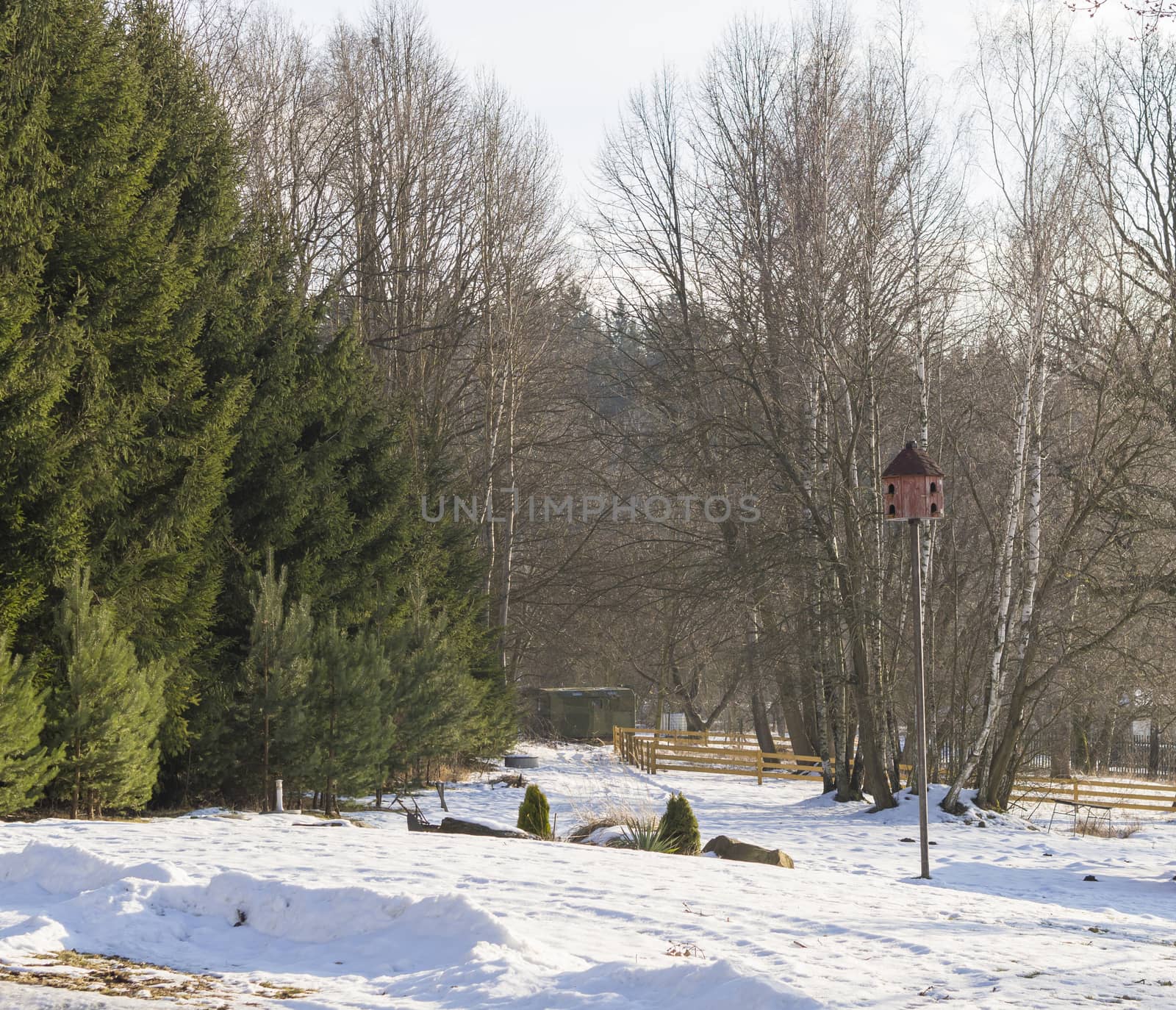 winter landscape with bird nesting box in winter park with birch tree and spruce snow