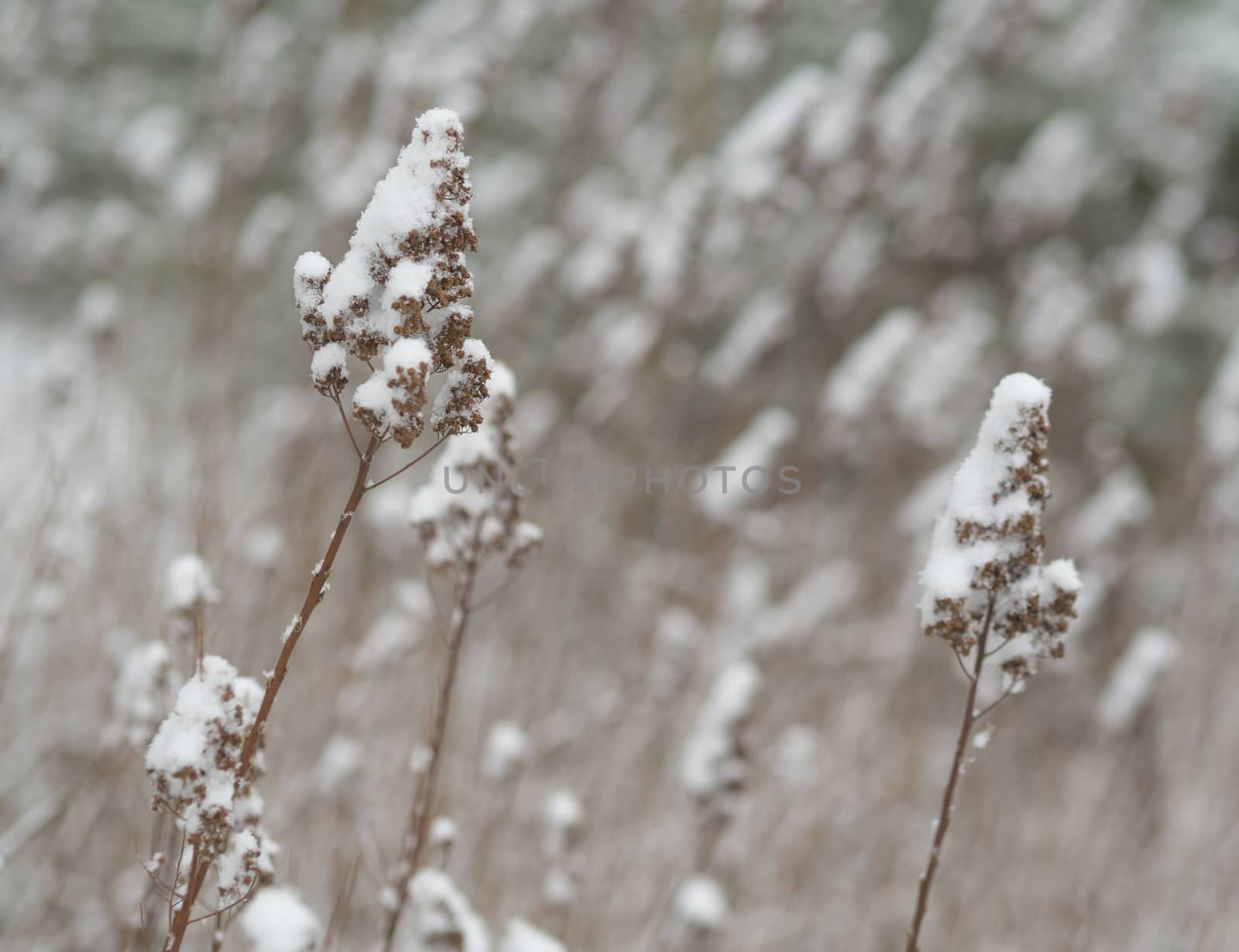 close up plant stalk blade of dry grass covered by snow abstract winter backgound, selective focus