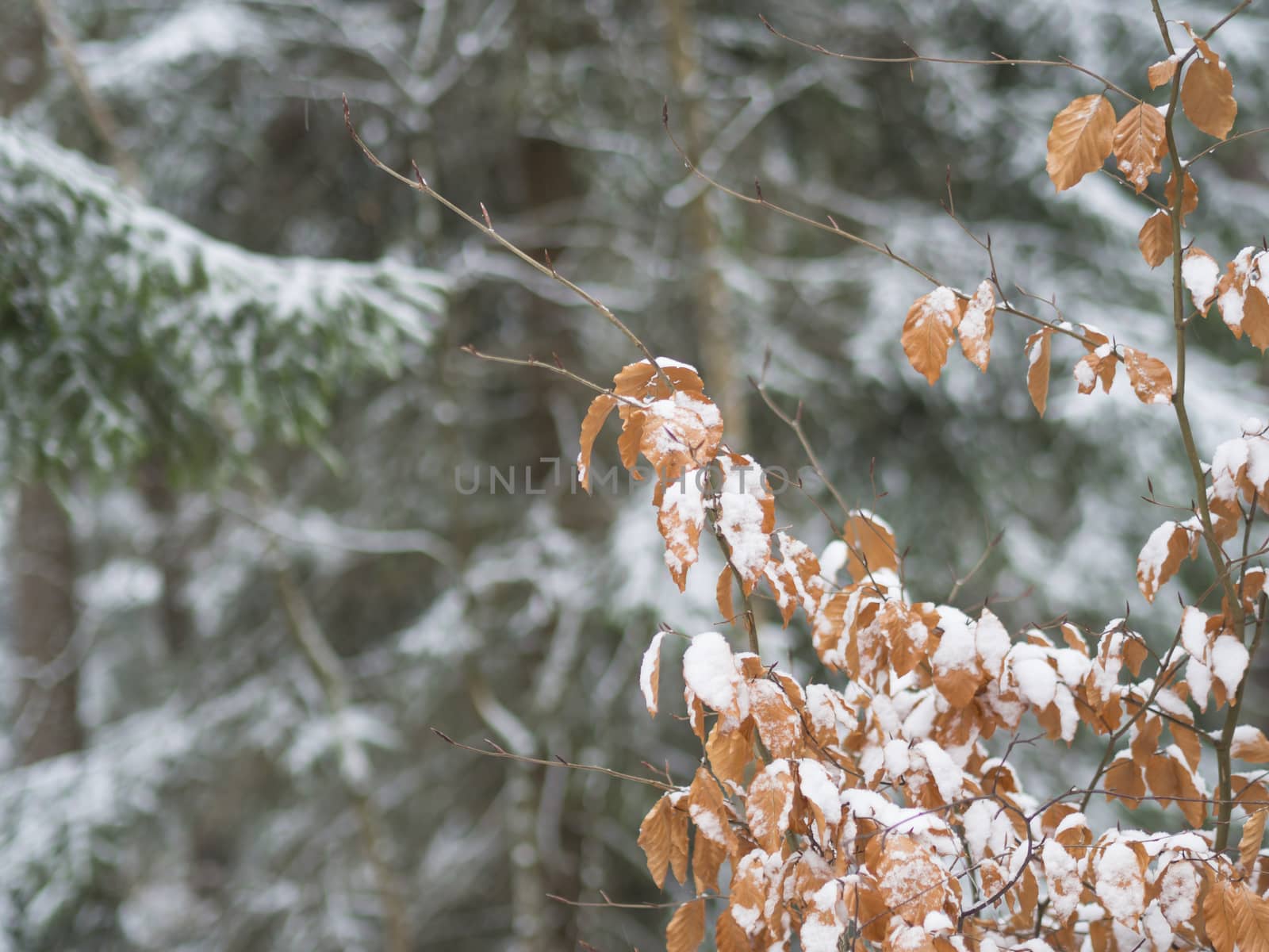 close up snow covered orange alder leaves and spruce tree branches snowfall winter background