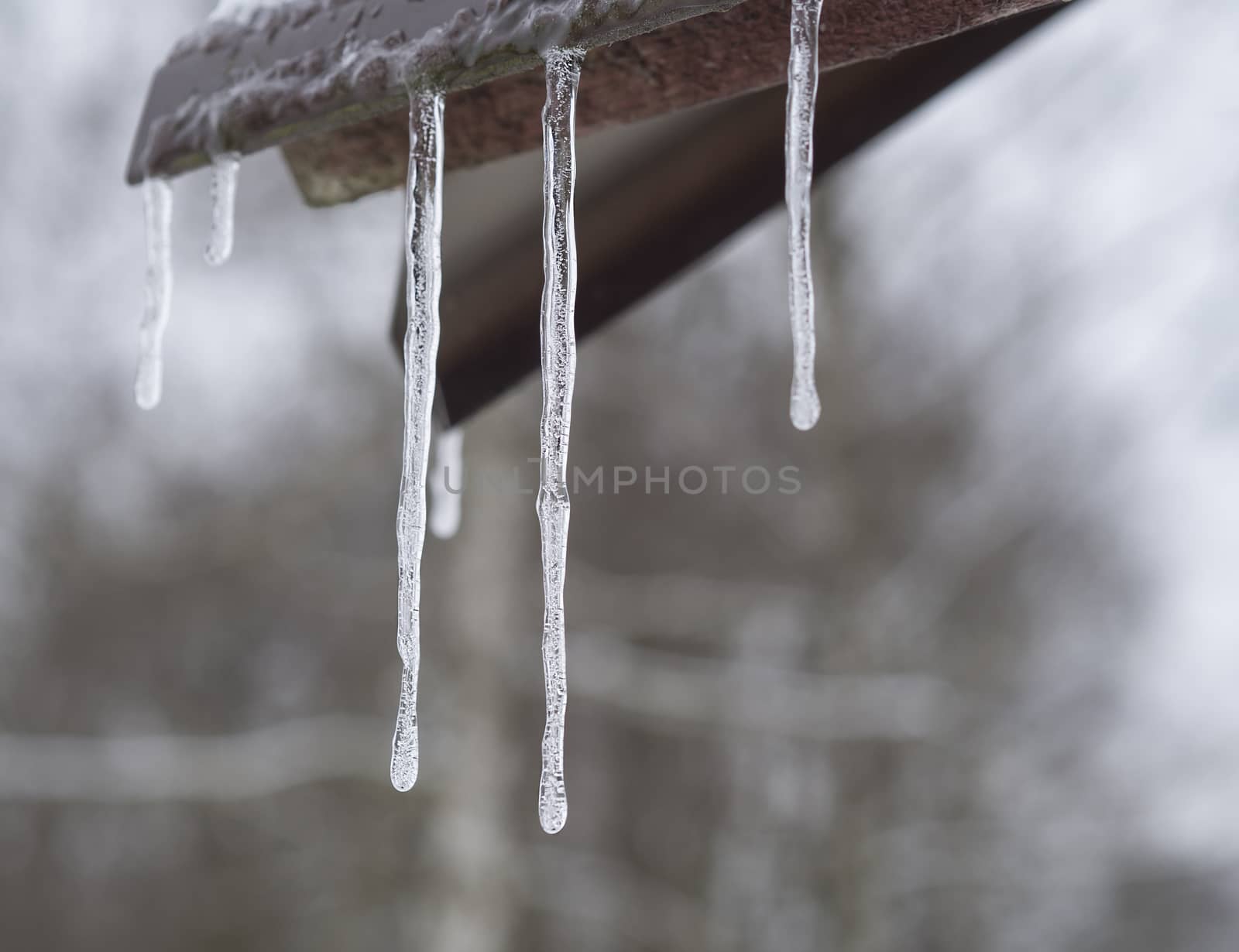 close up icicles hanging down from the tin roof, selective focus, monochromatic, winter frozen background