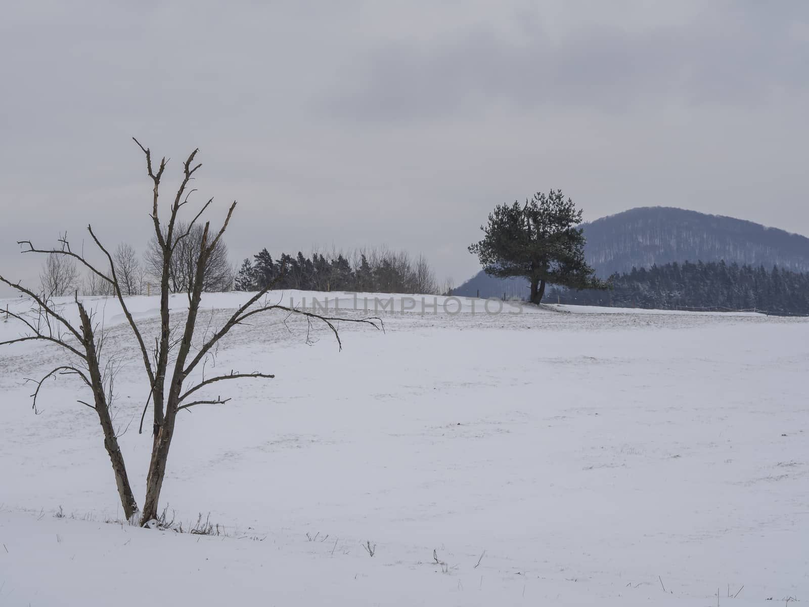 winter field and forest countryside snow covered landscape with  by Henkeova